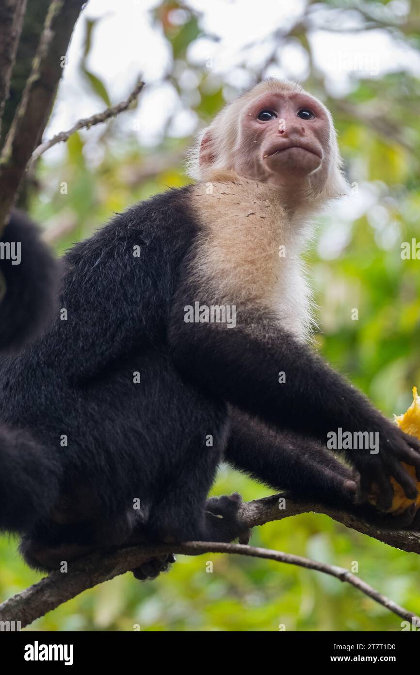 Scimmia cappuccina nella giungla di Tortuguero in Costa Rica Foto Stock