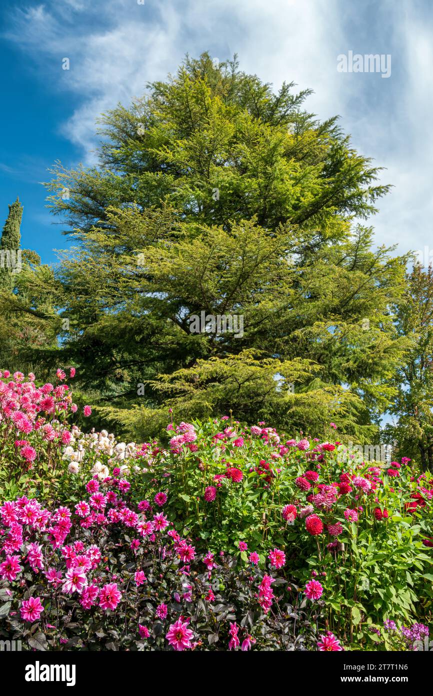 Dahlia (Dahlia) in fiore sull'isola di Mainau, Lago di Costanza, Baden-Württemberg, Germania, Europa Foto Stock