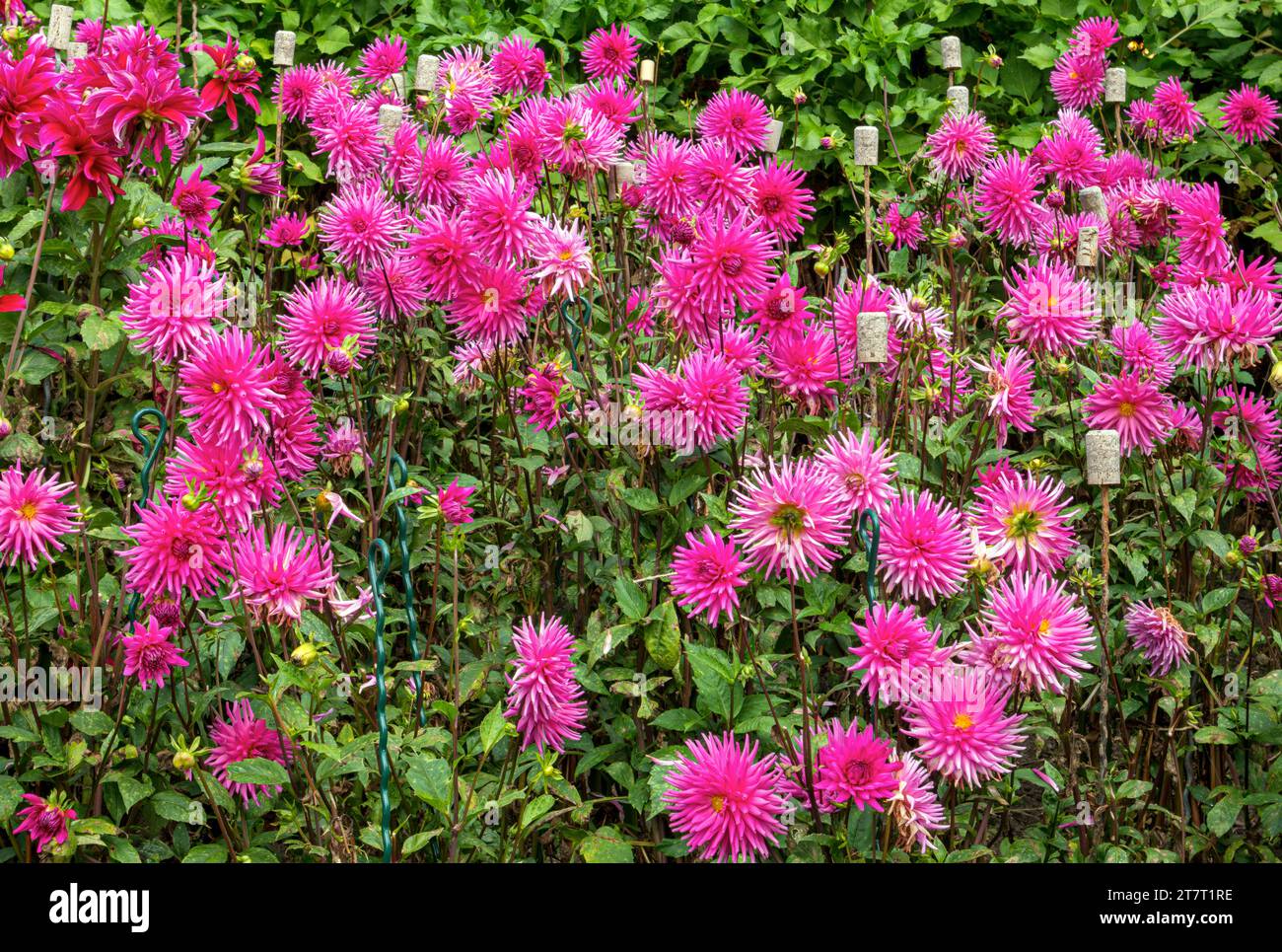 Dahlia (Dahlia) in fiore sull'isola di Mainau, Lago di Costanza, Baden-Württemberg, Germania, Europa Foto Stock