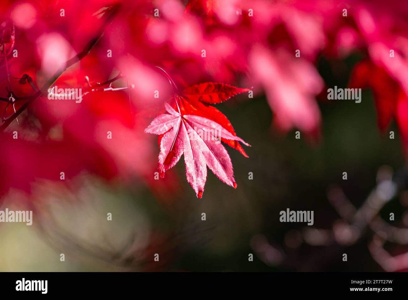 Una vivace foglia d'acero rosso nel sole autunnale Foto Stock