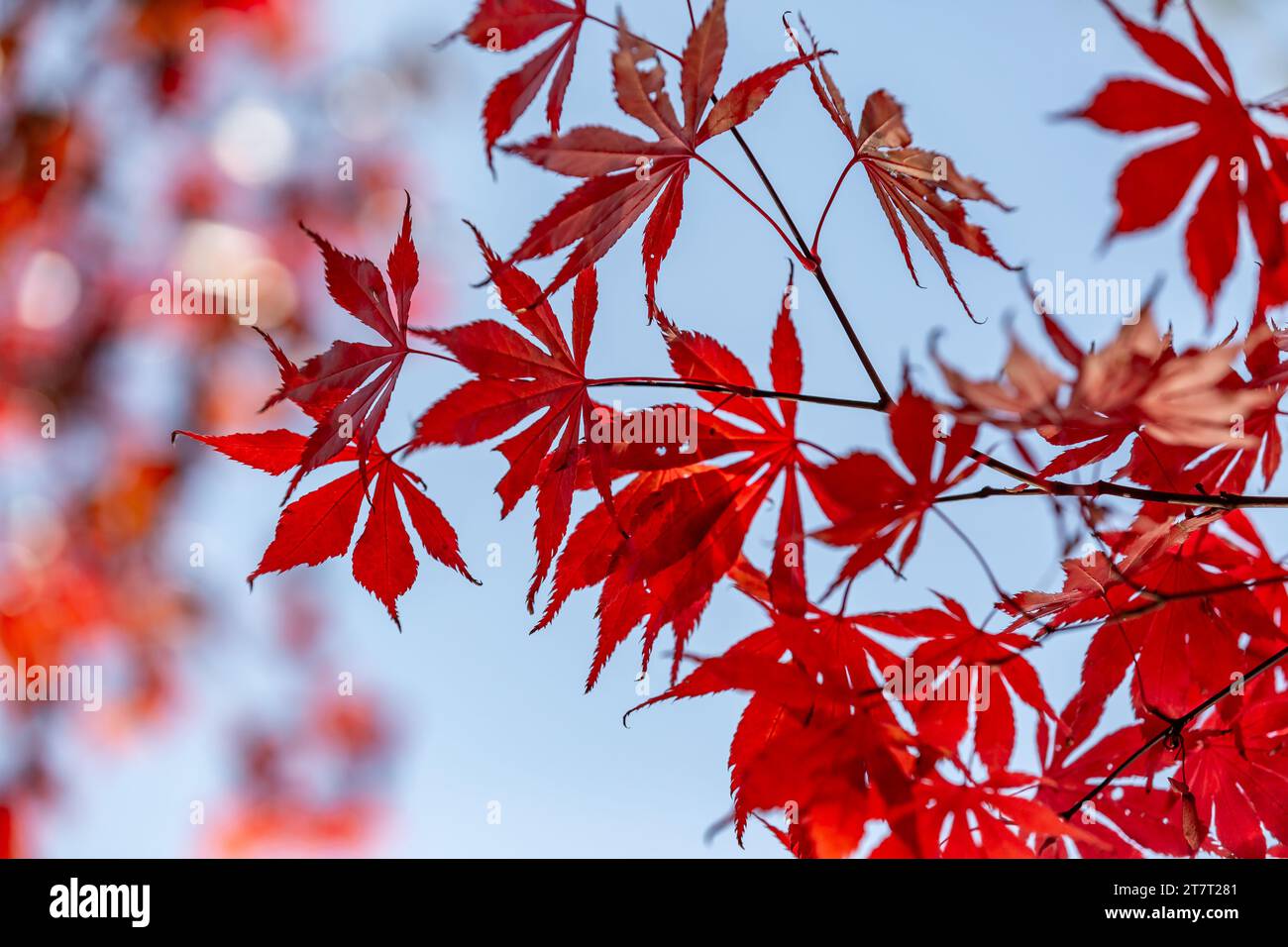 Le vivaci foglie di un acero giapponese, in una soleggiata giornata autunnale Foto Stock