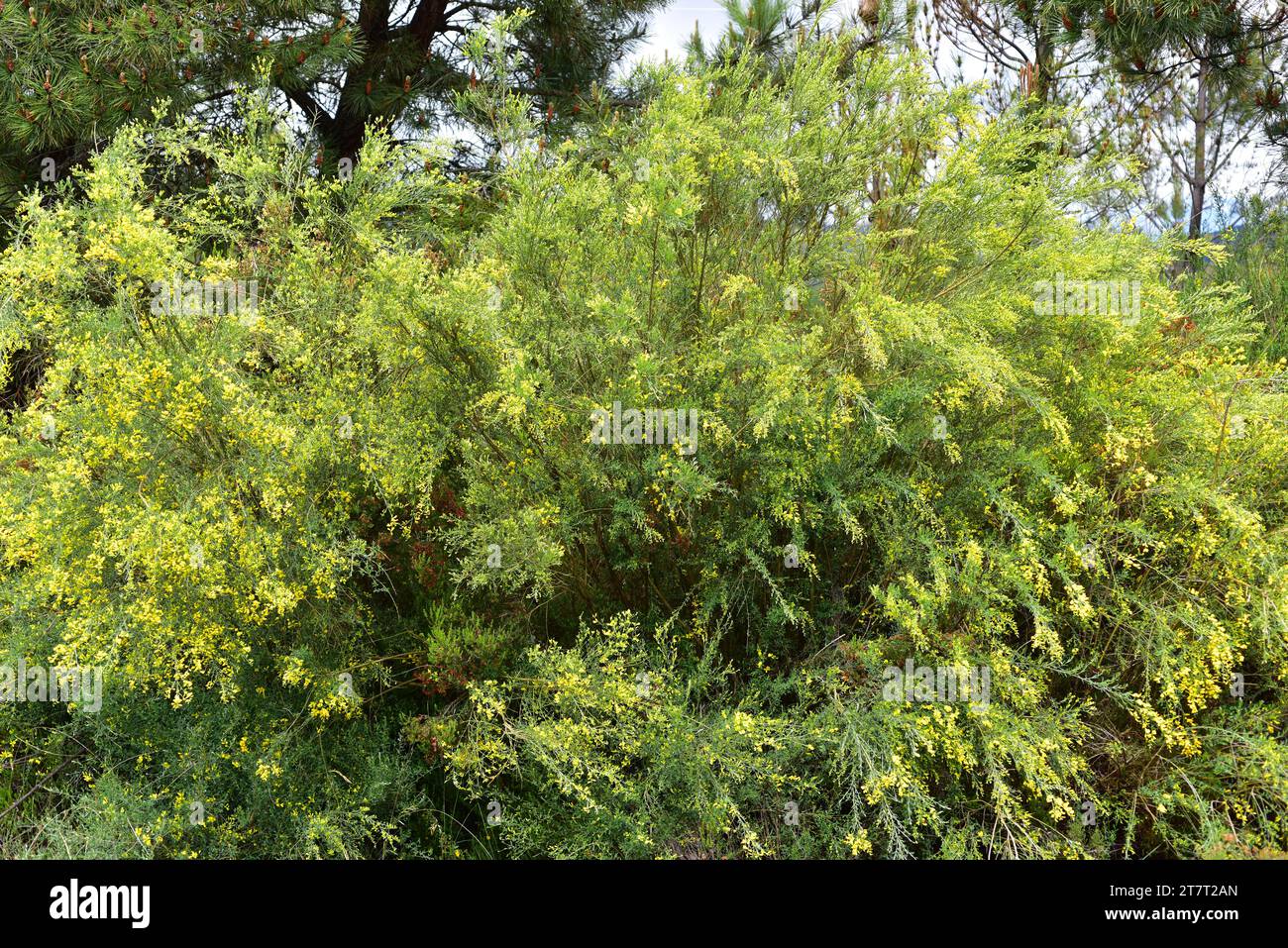 La scopa di Dyer o erba verde di Dyer (Genista tinctoria) è un arbusto medicunale originario dell'Europa centrale e meridionale. Era usato per colorare. Questa foto è stata scattata Foto Stock