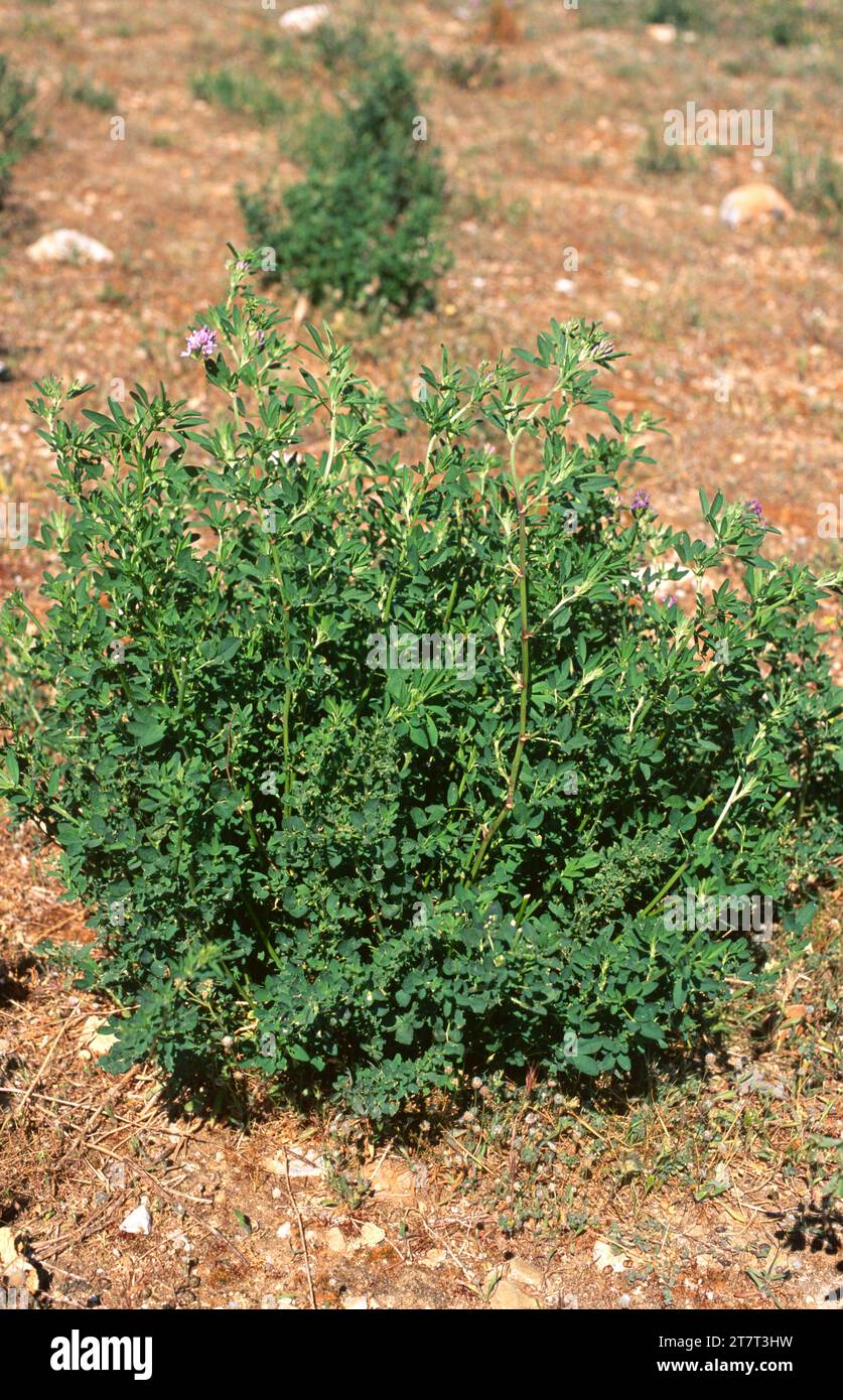 L'erba medica o erba medica (Medicago sativa) è un'erba foraggera perenne originaria dell'Asia e coltivata in molte altre regioni. Questa foto è stata scattata a Lleida, C. Foto Stock