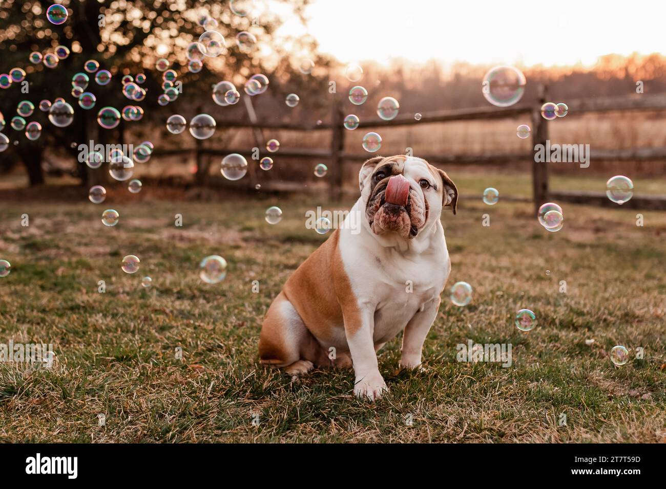 Bulldog inglese con lingua fuori al tramonto circondato da bolle Foto Stock