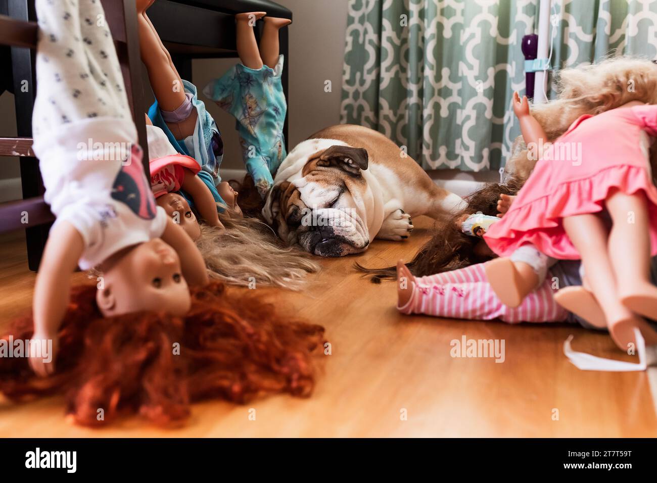 Bulldog inglese che dorme circondato da bambole per bambini Foto Stock