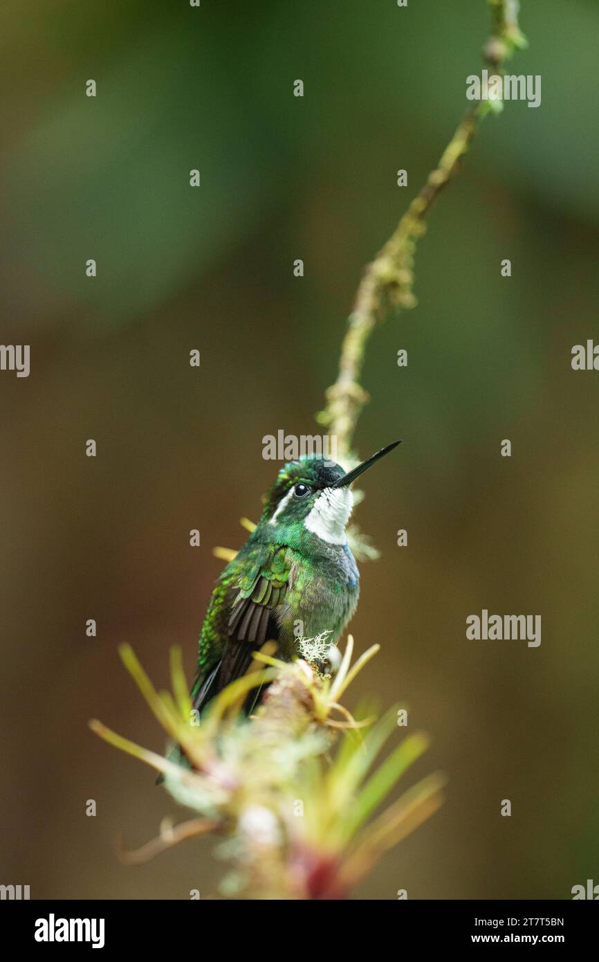 Perla di montagna a gola bianca arroccata Hummingbird Foto Stock