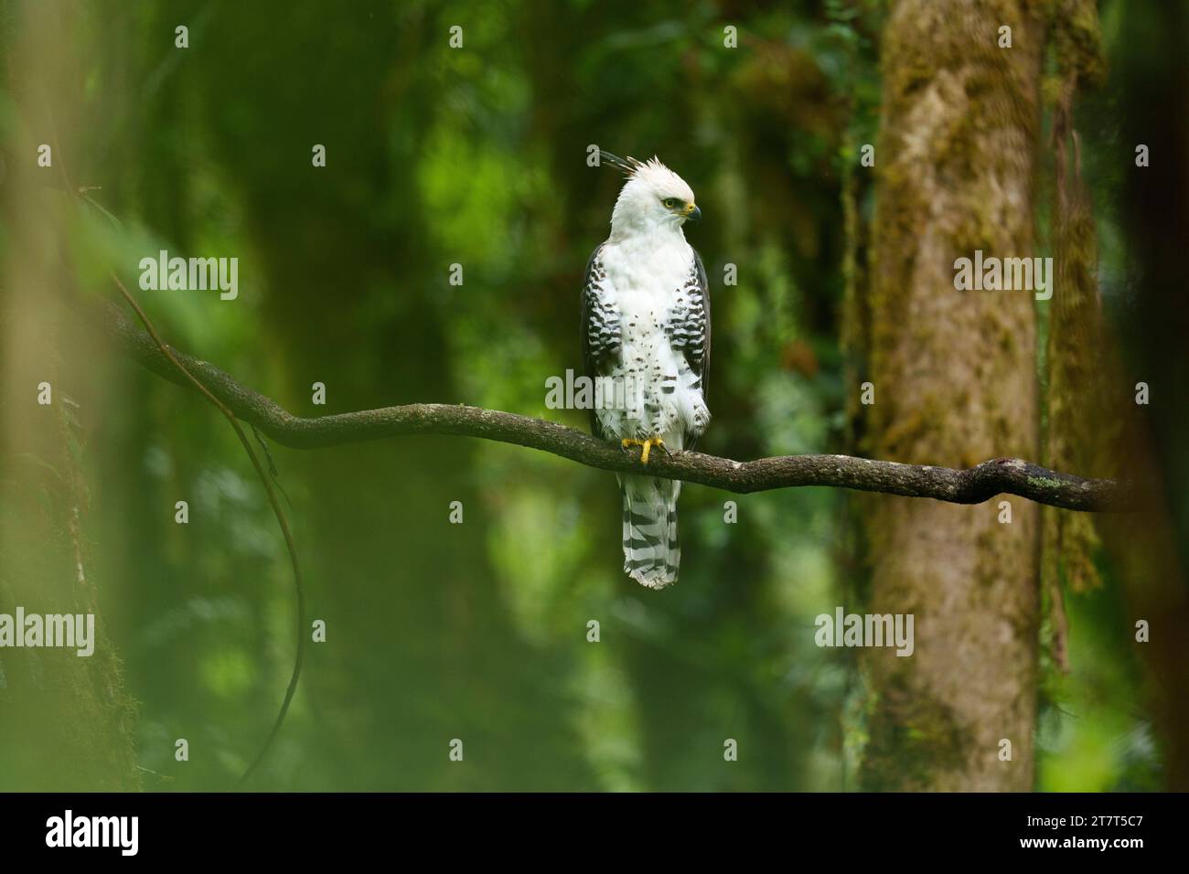 Giovane aquila di Falco ornata nella Panama Cloud Forest Foto Stock