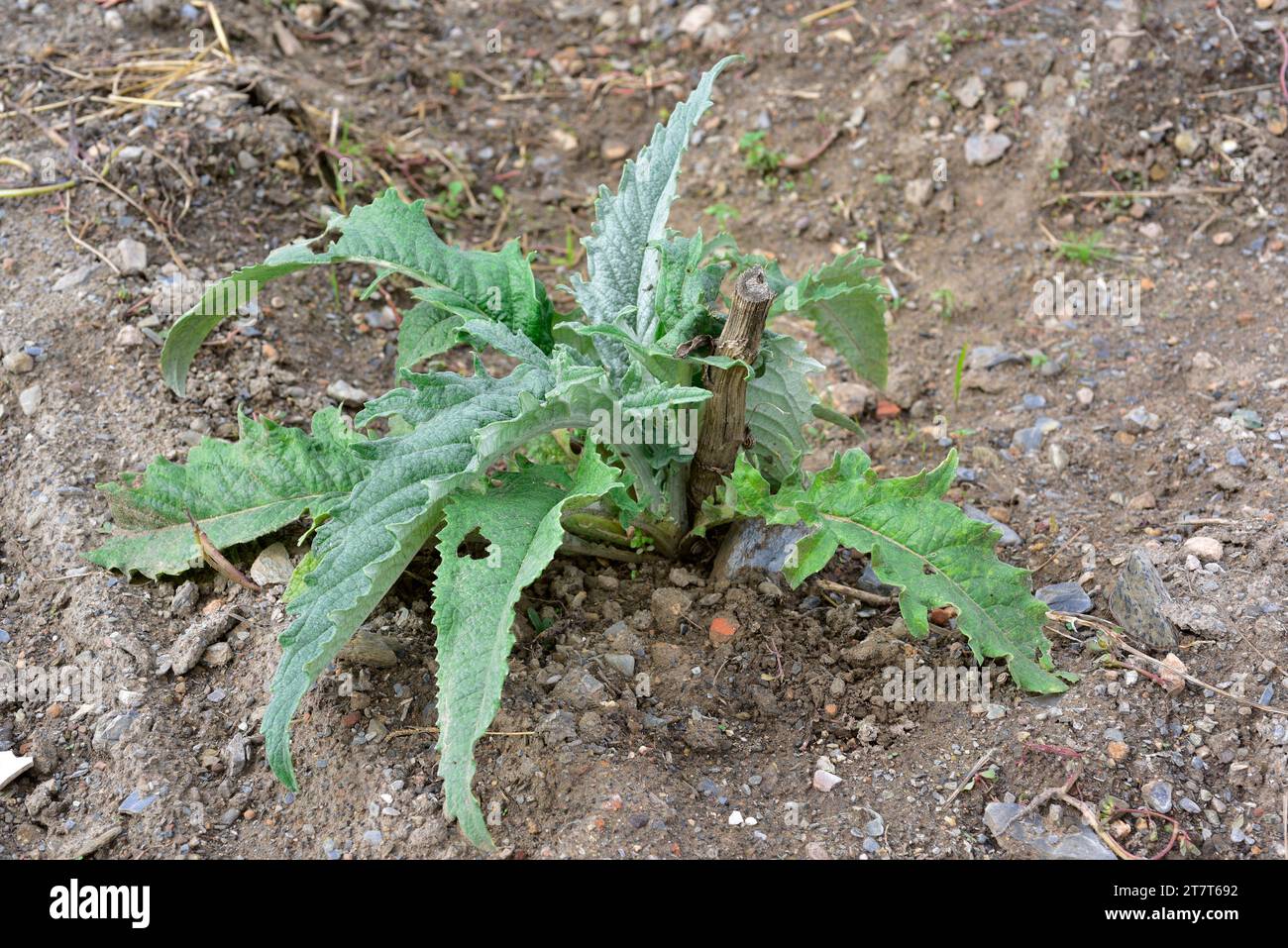 Carciofo di globo rigenerante (Cynara scolymus o Cynara cardunculus scolymus). Il carciofo globo è una pianta perenne coltivata per il nostro fiore commestibile b Foto Stock