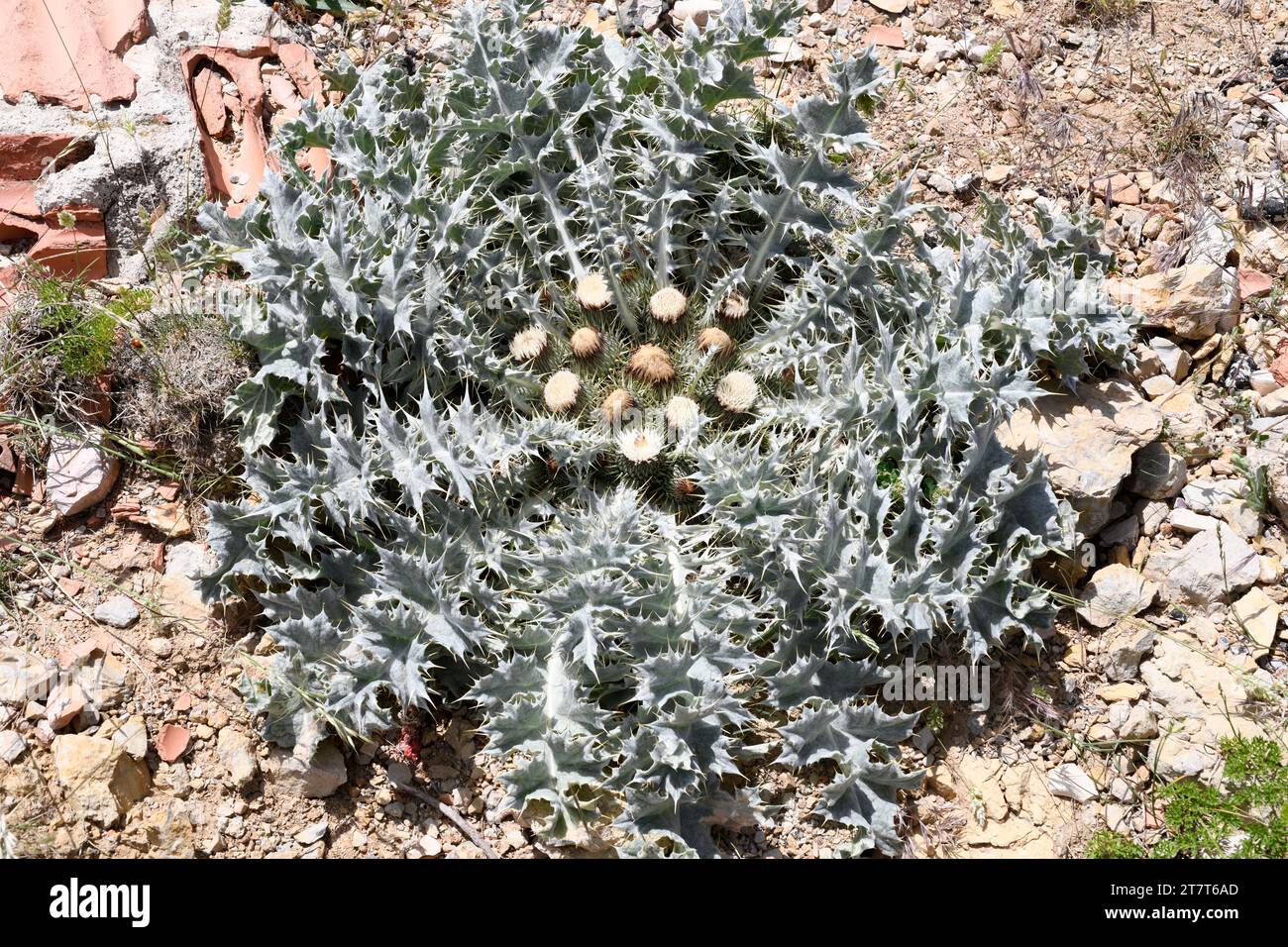Il Cardo blanco (Onopordum acaulon) è un'erba perenne originaria del bacino del Mediterraneo occidentale. Questa foto è stata scattata a Els Ports, Tarragona, Catalogna, S. Foto Stock