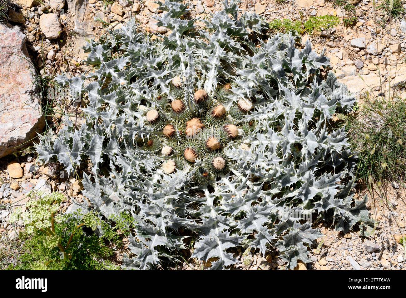 Il Cardo blanco (Onopordum acaulon) è un'erba perenne originaria del bacino del Mediterraneo occidentale. Questa foto è stata scattata a Els Ports, Tarragona, Catalogna, S. Foto Stock