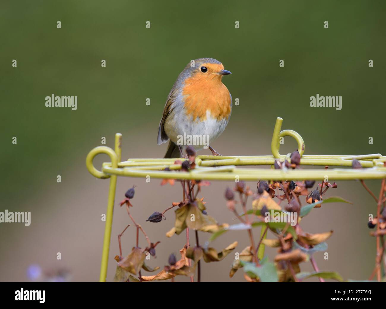 European robin erithacus rubecula, appollaiato sul supporto delle piante in giardino, County Durham, Inghilterra, Regno Unito, febbraio. Foto Stock