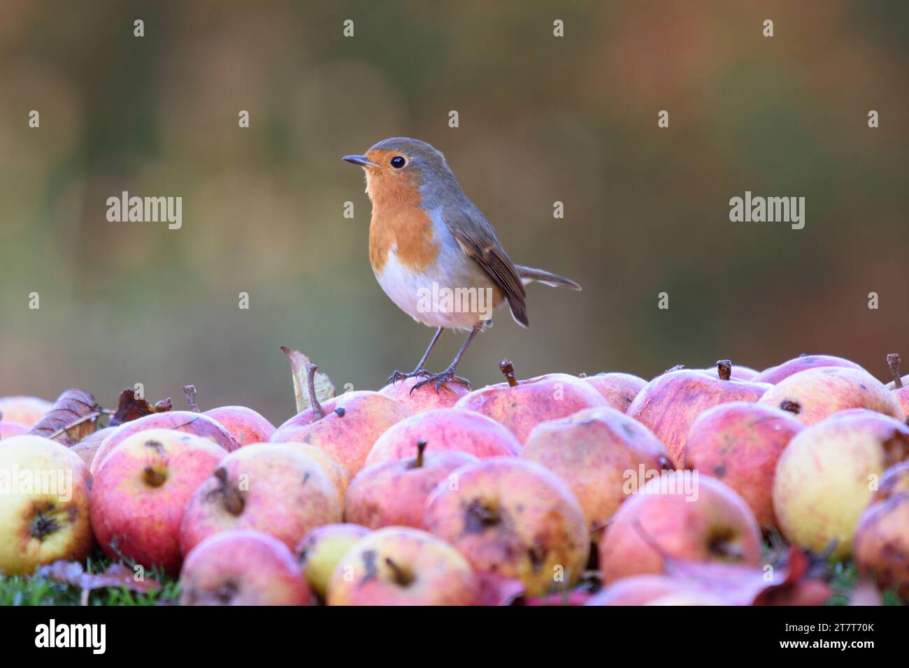 European robin erithacus rubecula, arroccato sulle mele a cascata in giardino, County Durham, Inghilterra, Regno Unito, novembre. Foto Stock