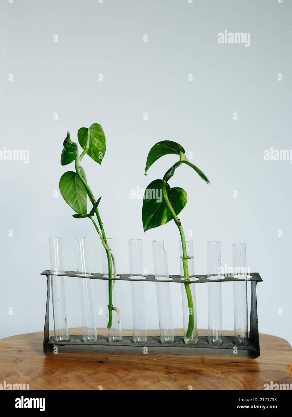 Propoggare le piante d'appartamento in un vaso d'acqua Foto Stock
