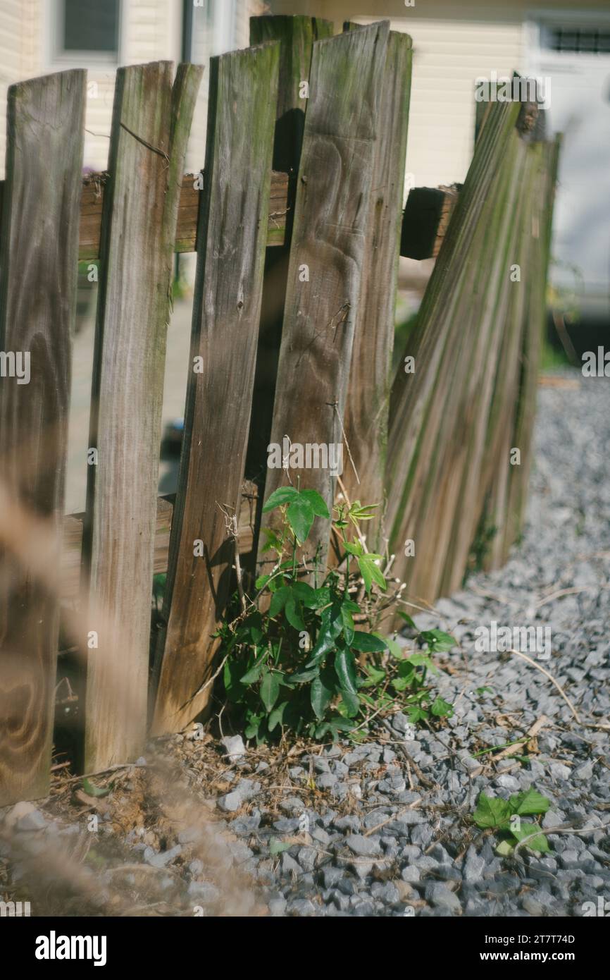 Young Passion Flower Vine Plant cresce fuori terra Foto Stock