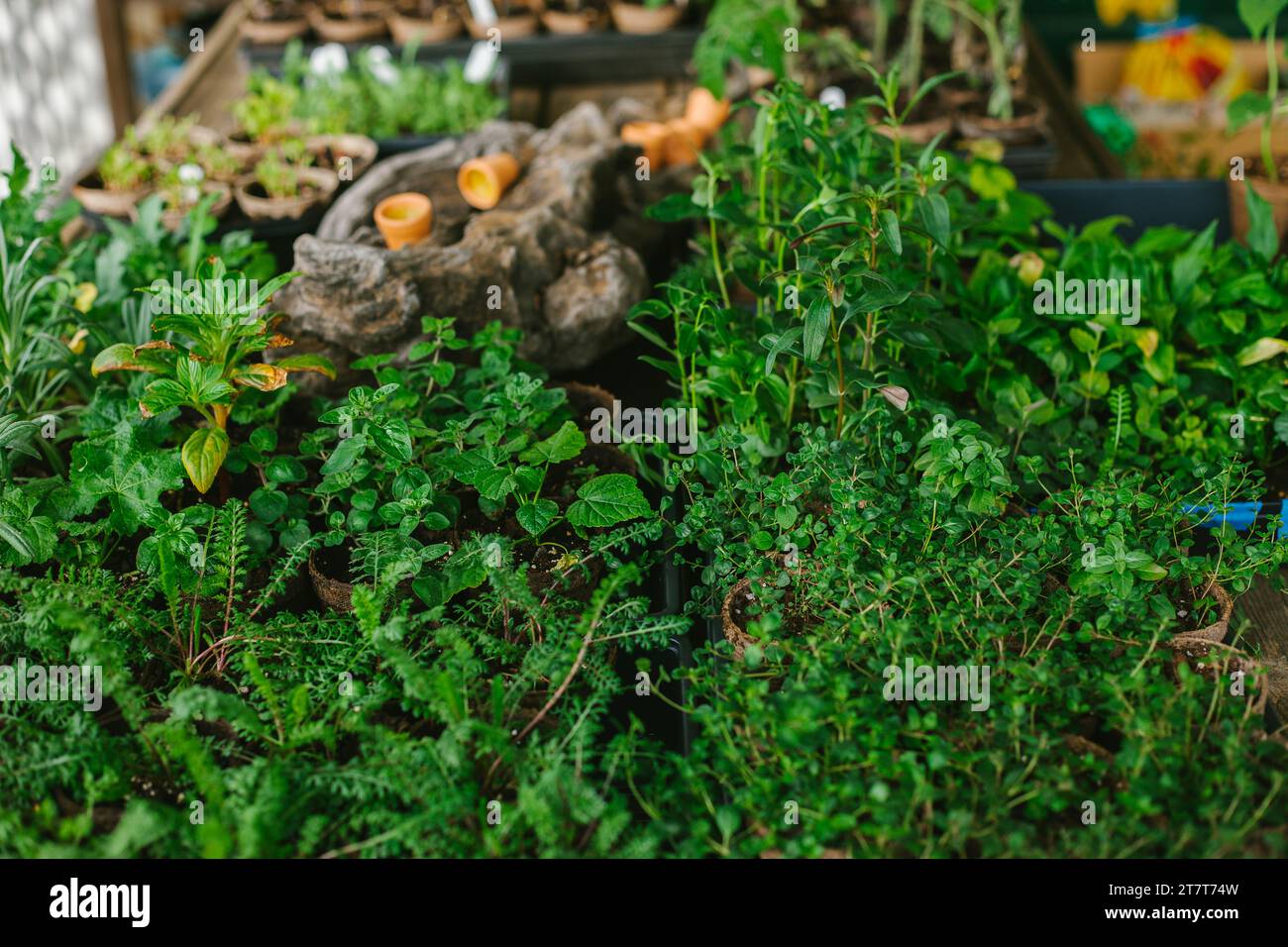 Iniziare il giardino dal seme Foto Stock