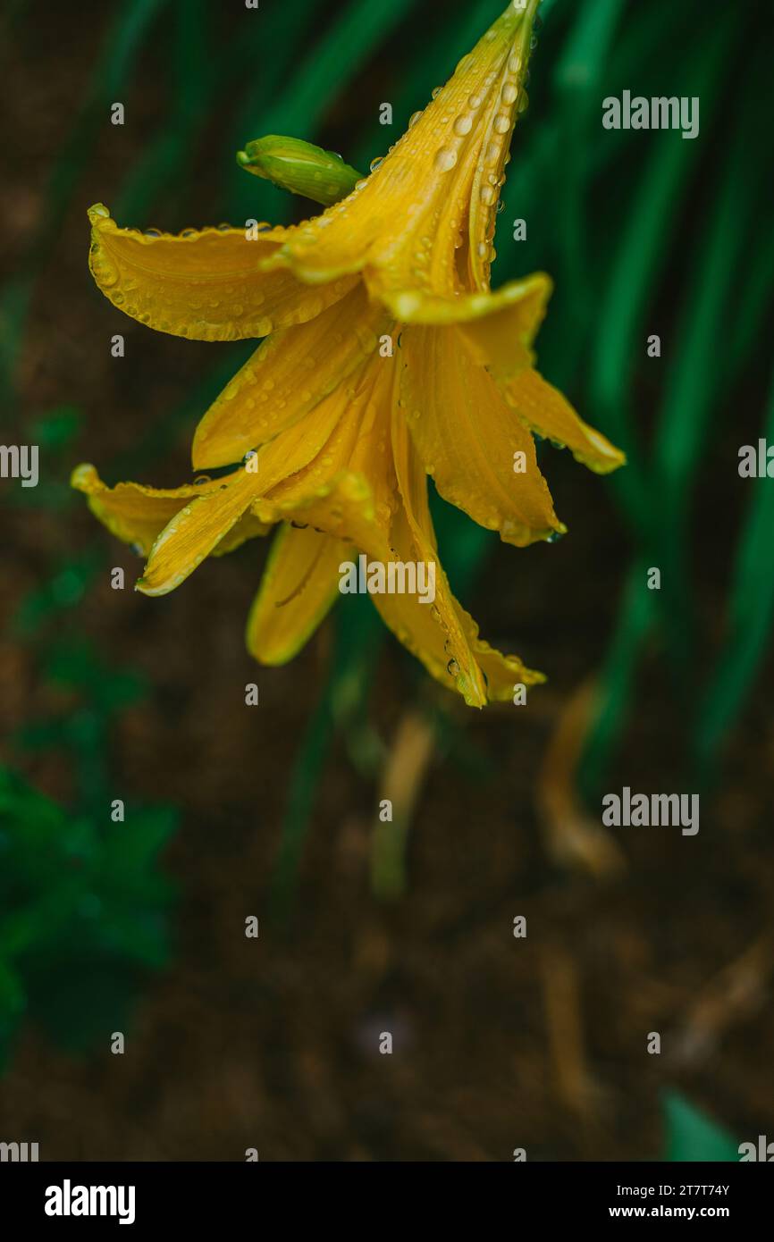 Gialli in fiore nel giardino dopo una pioggia estiva Foto Stock