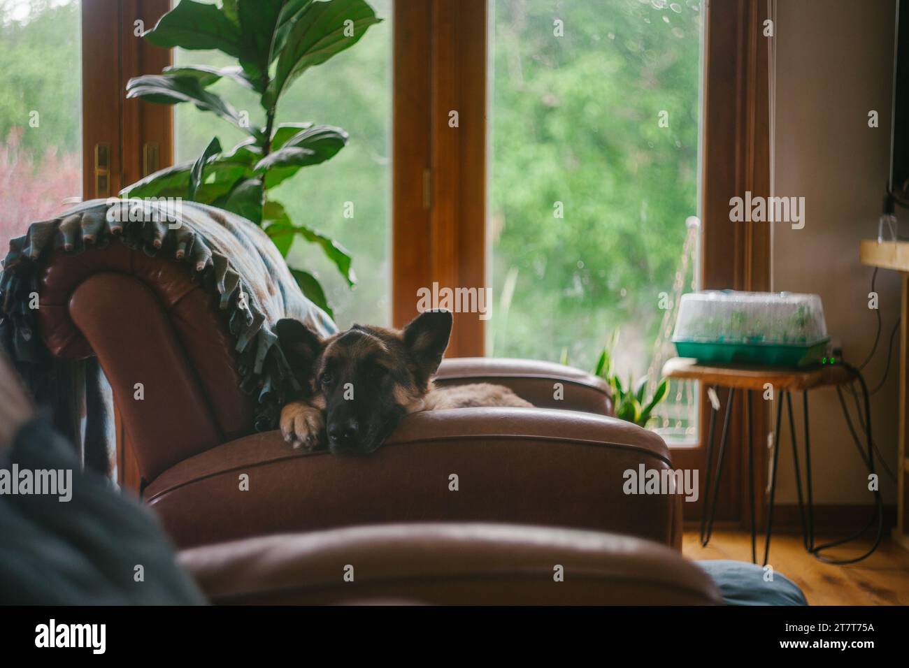 Cane pastore tedesco che si rilassa a casa in una poltrona reclinabile in pelle Foto Stock