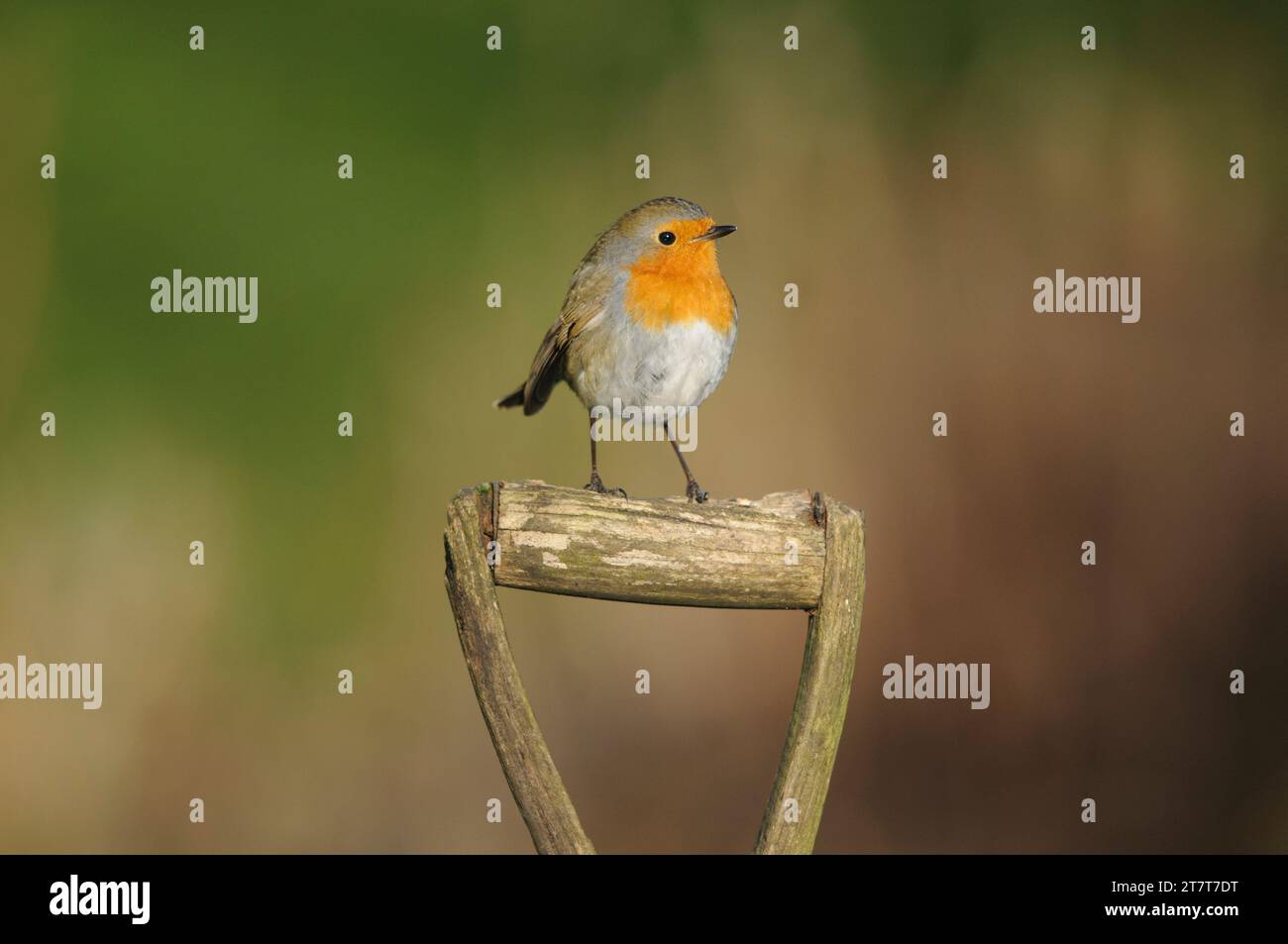 European robin erithacus rubecula, arroccato su un vecchio manico a vanga in giardino, County Durham, Inghilterra, Regno Unito, febbraio. Foto Stock