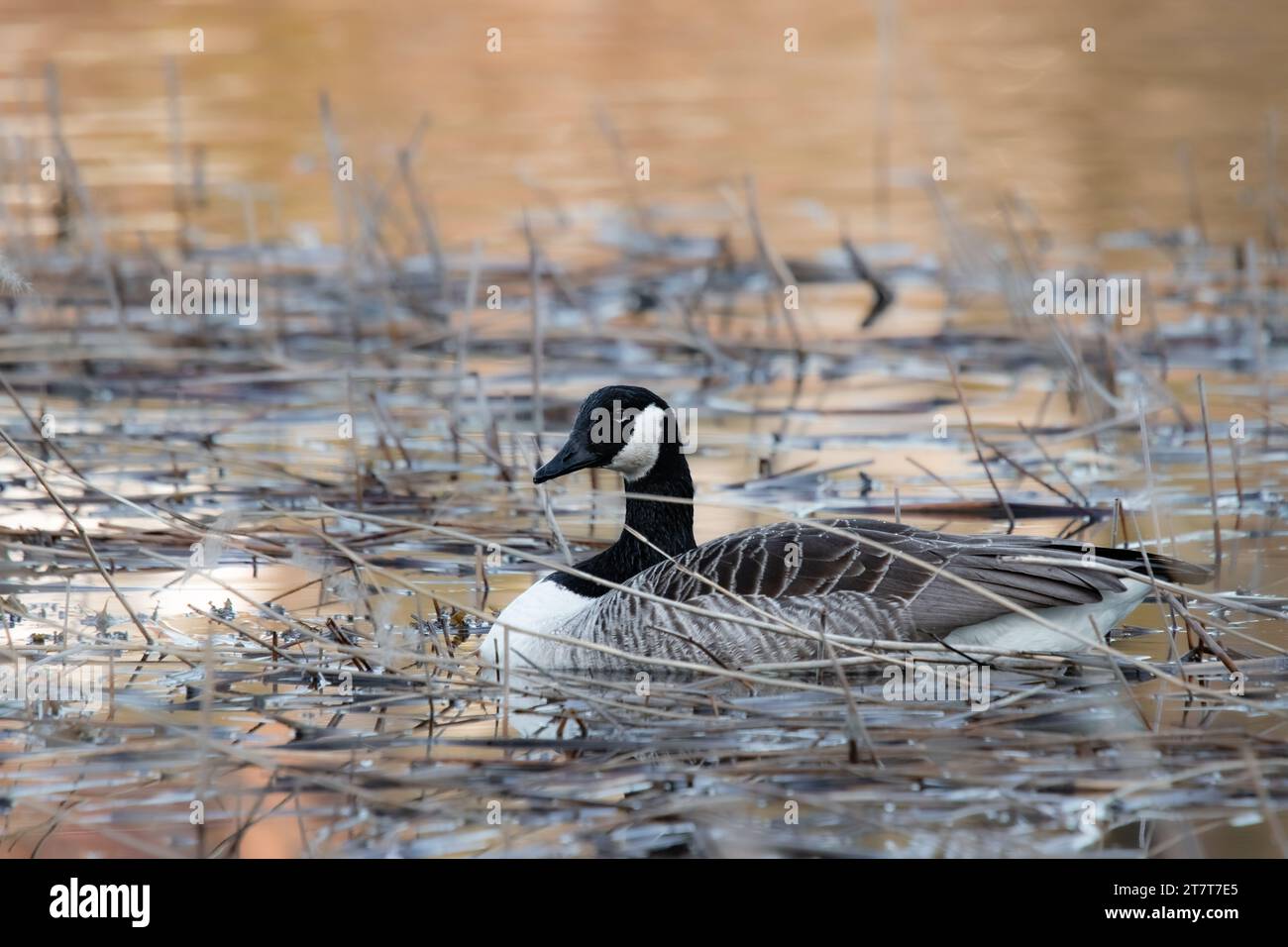 L'oca canadese si trova su un lago Foto Stock