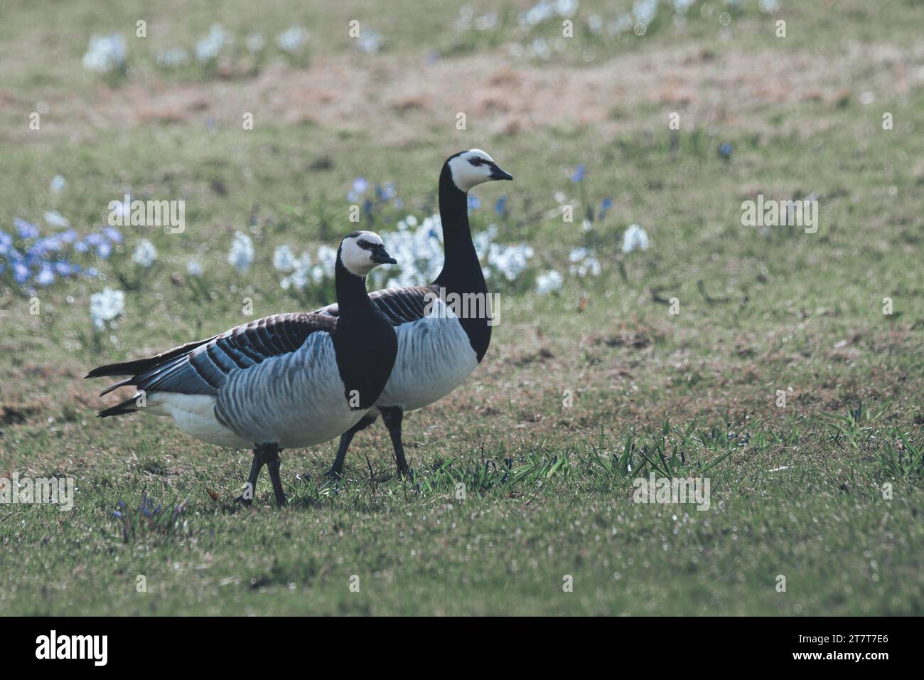 Due oche canadesi con fiori sullo sfondo Foto Stock