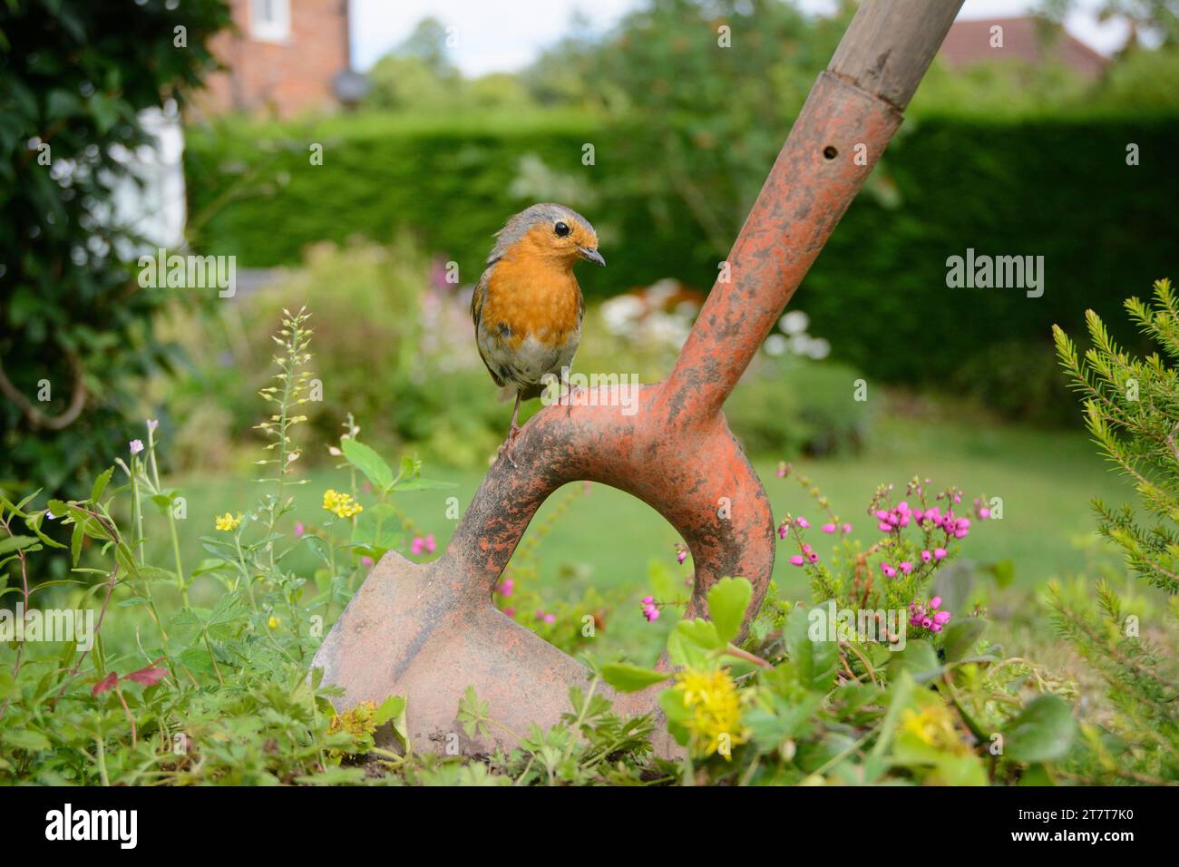 European robin erithacus rubecula, arroccato su una zappa da giardino in un'area selvaggia del giardino. Contea di Durham, Inghilterra, Regno Unito, marzo. Foto Stock