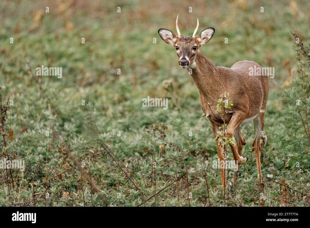 Cervi con Antlers che camminano in un campo di erba verde Foto Stock