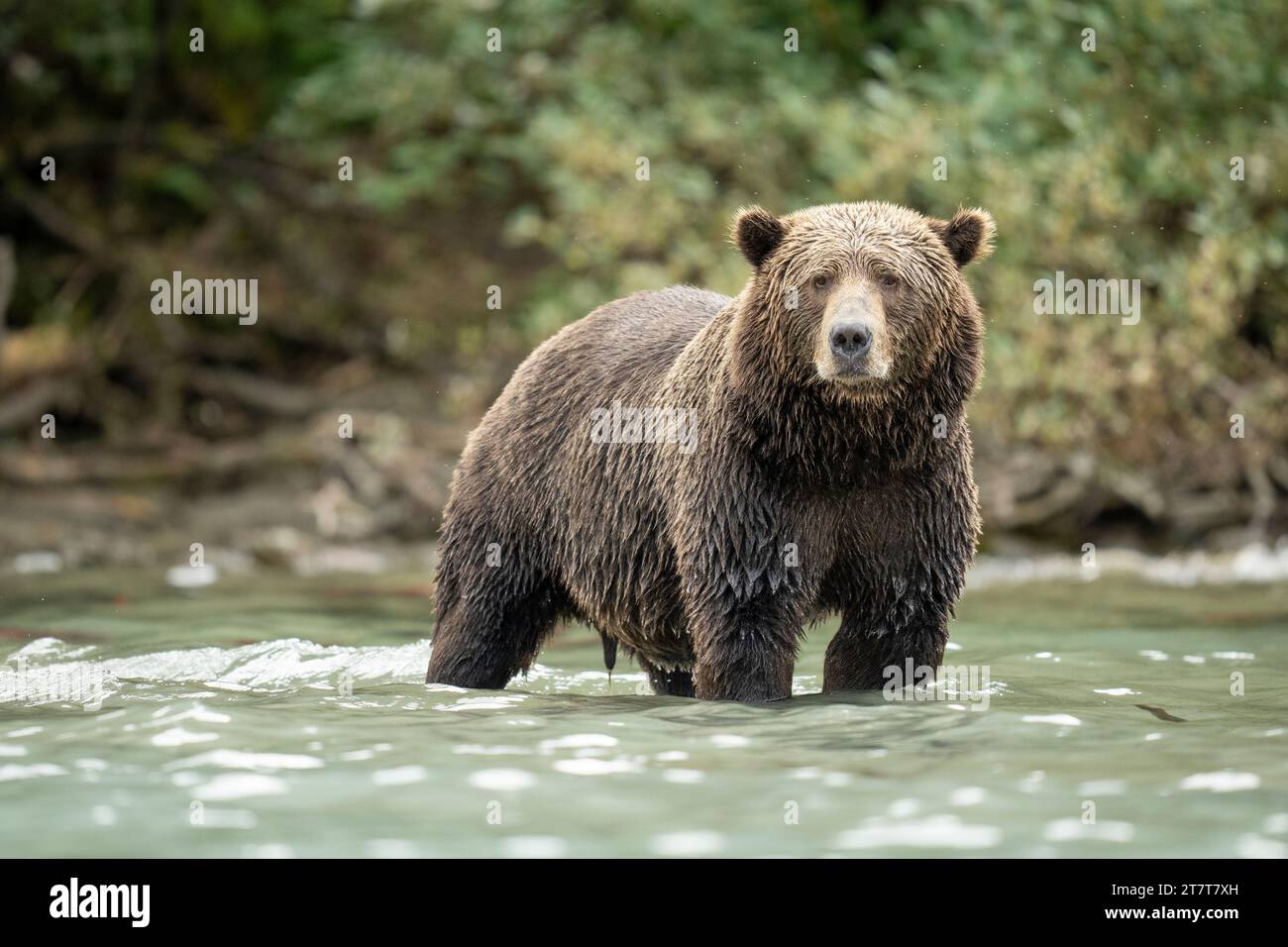 Orso bruno costiero nel lago Glacier-Fed in Alaska Foto Stock