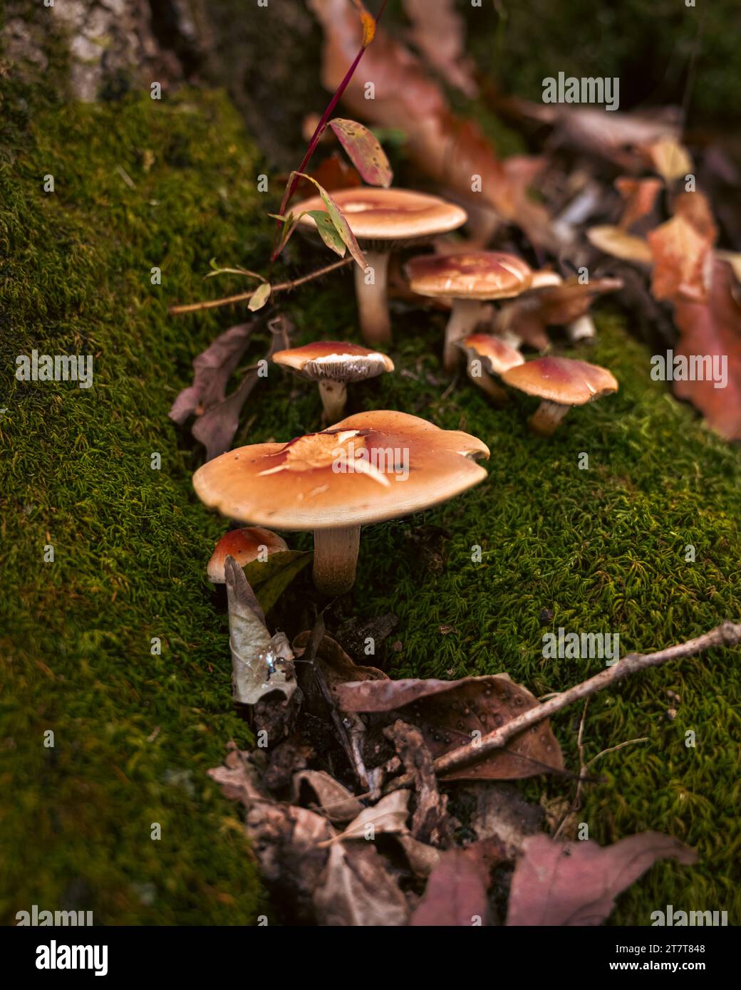 Famiglia di funghi su un tronco di mossy Foto Stock