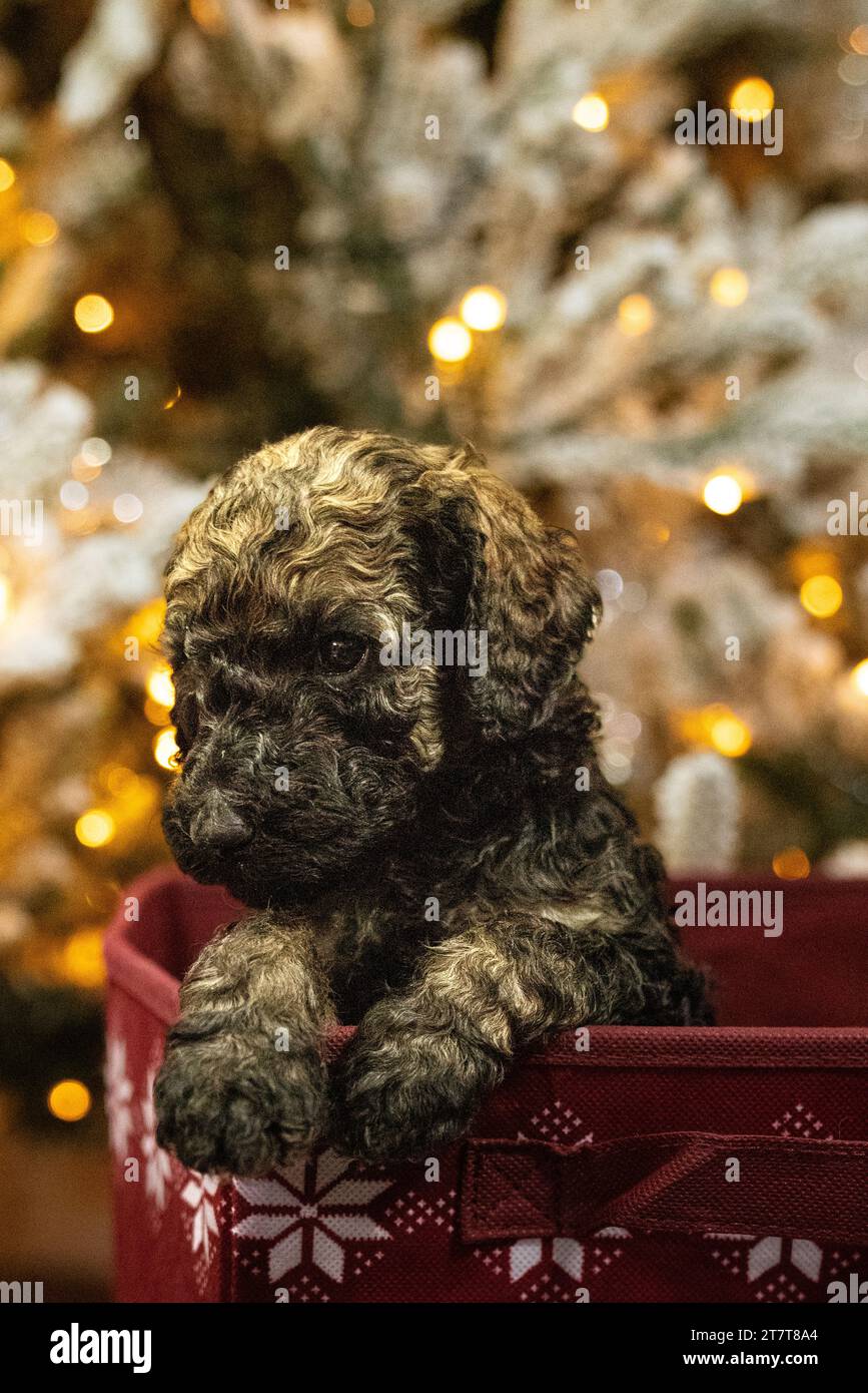Doodle marrone dorato sul lato di una scatola di fronte a un albero di natale Foto Stock