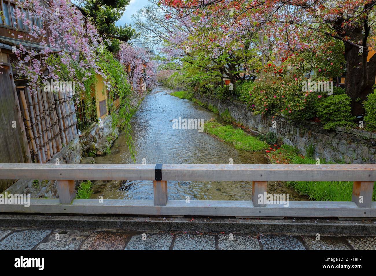 Kyoto, Giappone - 6 aprile 2023: Shinbashi dori è il luogo dove le case da tè Gion-ochaya si trovano fianco a fianco sulla strada insieme alla corsa di Shir Foto Stock