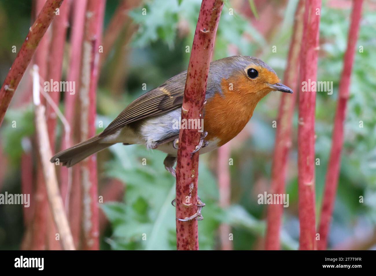 Robin Foto Stock
