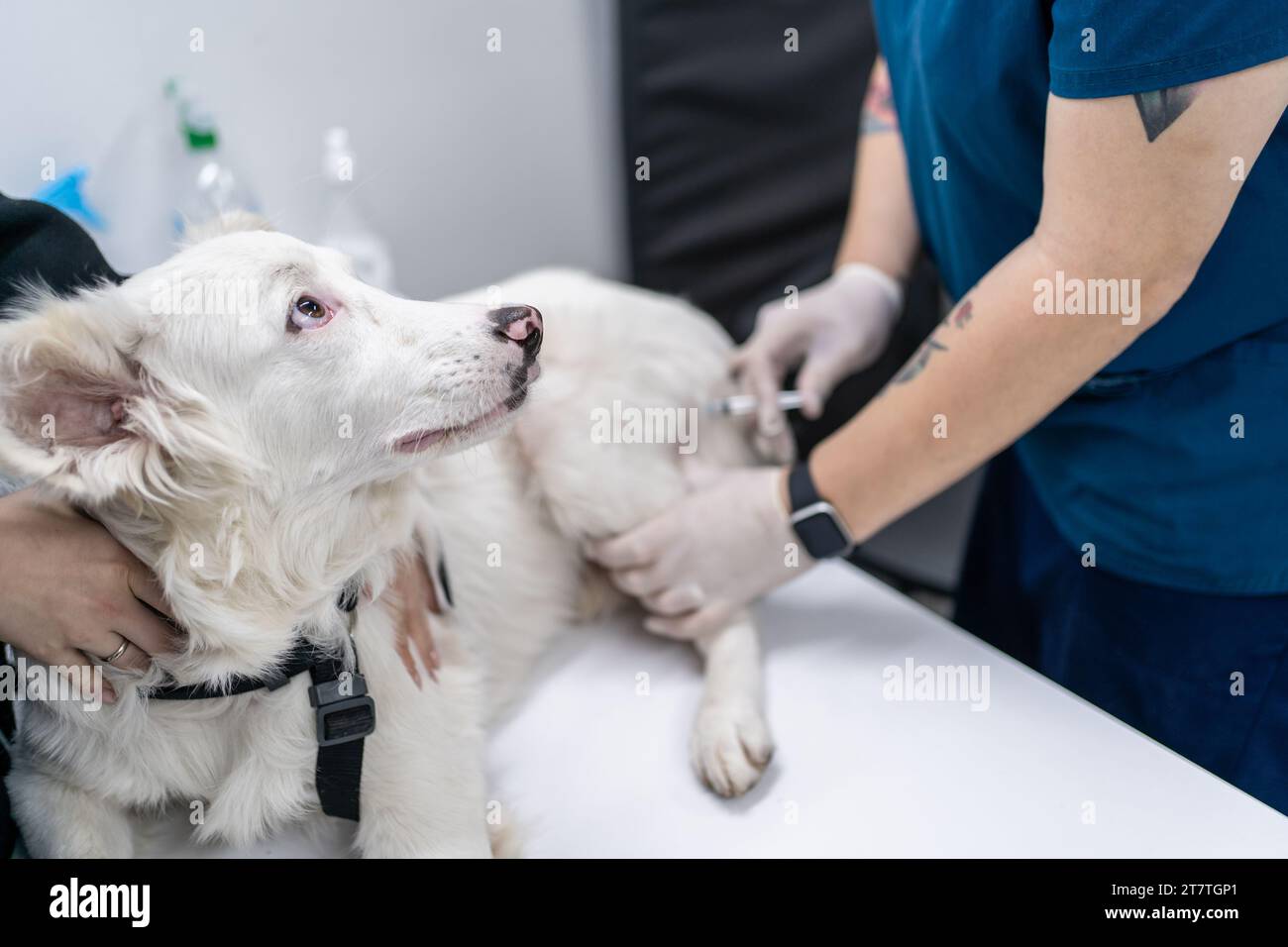 Vet dà iniezione al cane in clinica veterinaria. Foto Stock