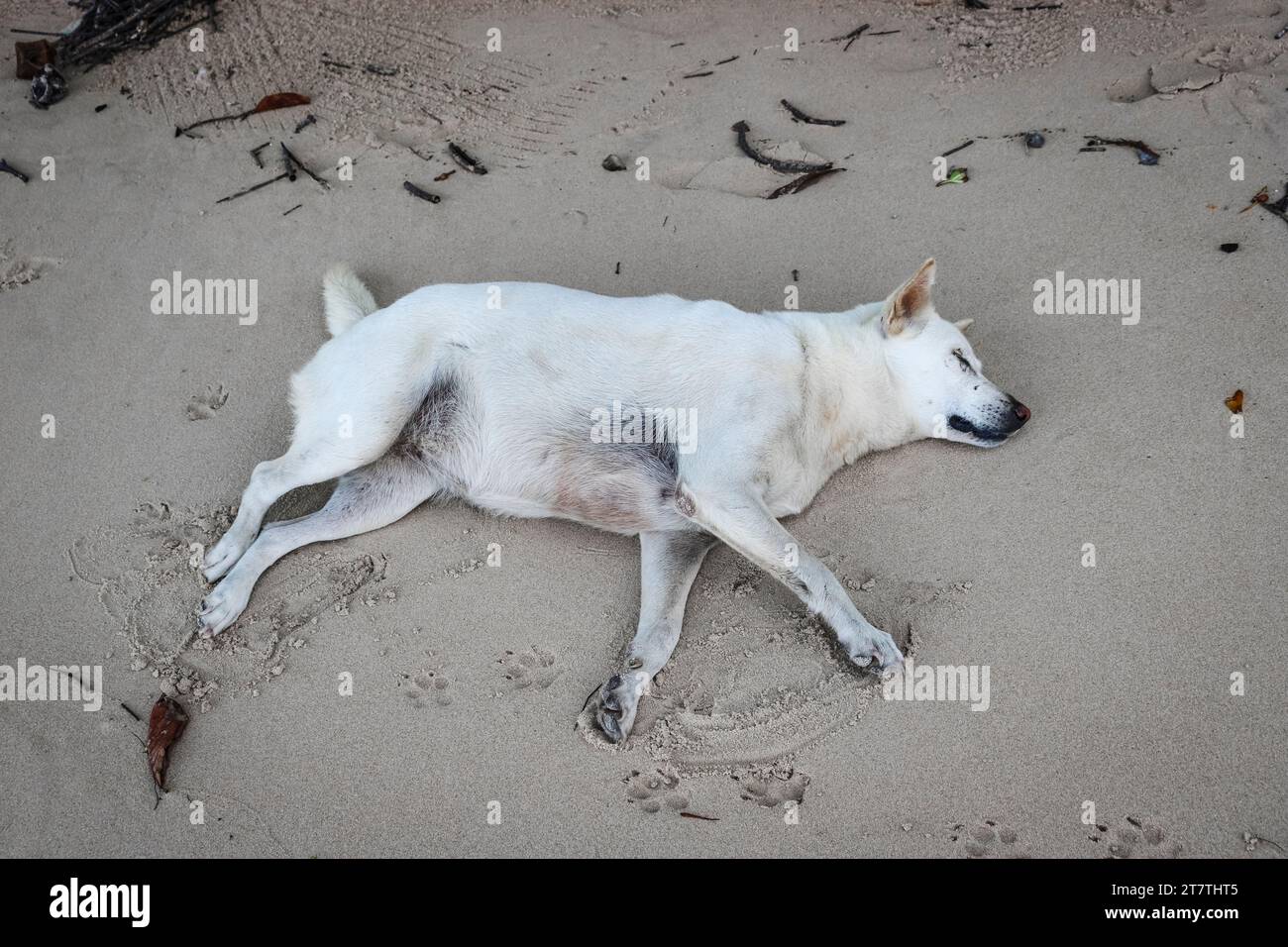 Un cane bianco senzatetto giace all'ombra sulla sabbia, in attesa del caldo di mezzogiorno. Foto Stock