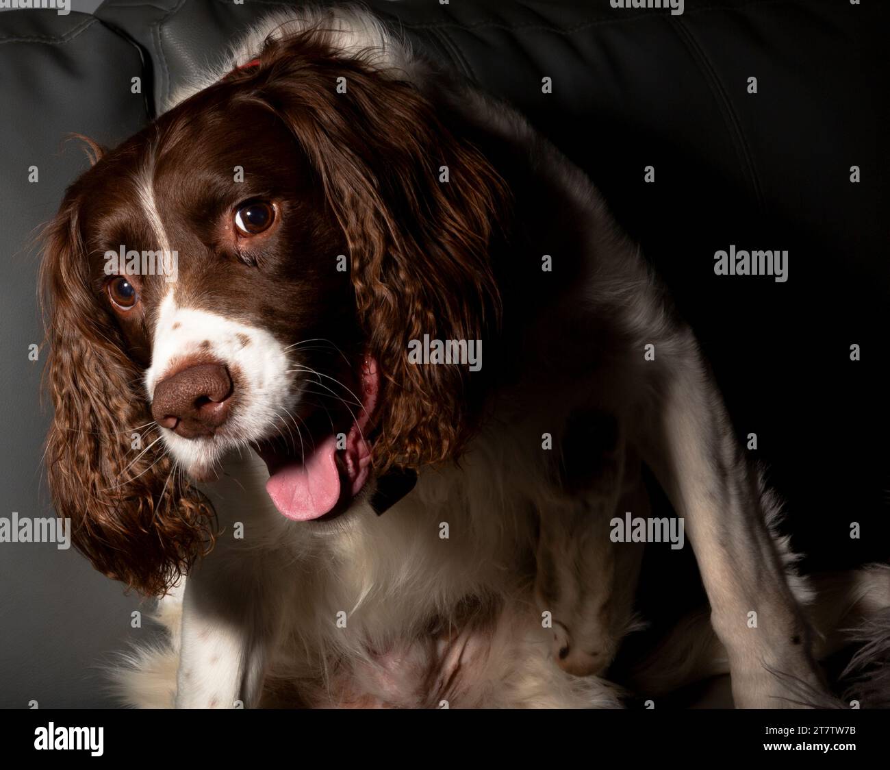 English springer spaniel ridendo Foto Stock