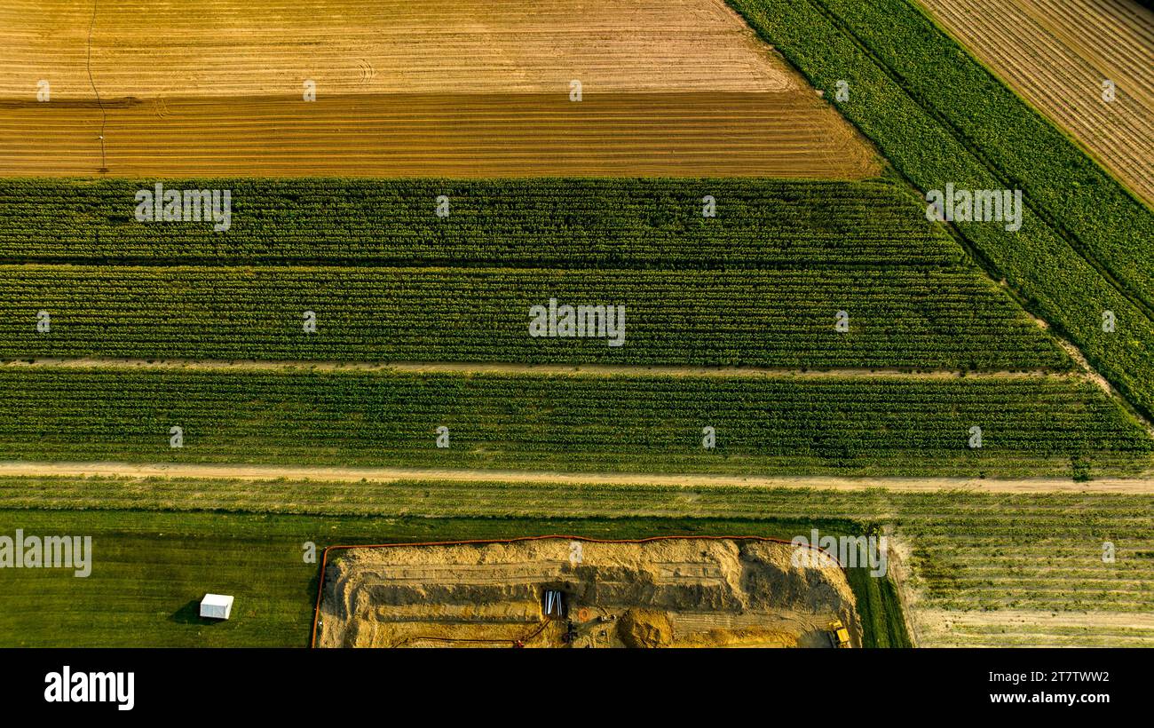 Una veduta aerea verso il basso del Green Corn Field in file perpendicolari l'una rispetto all'altra, in una giornata soleggiata Foto Stock