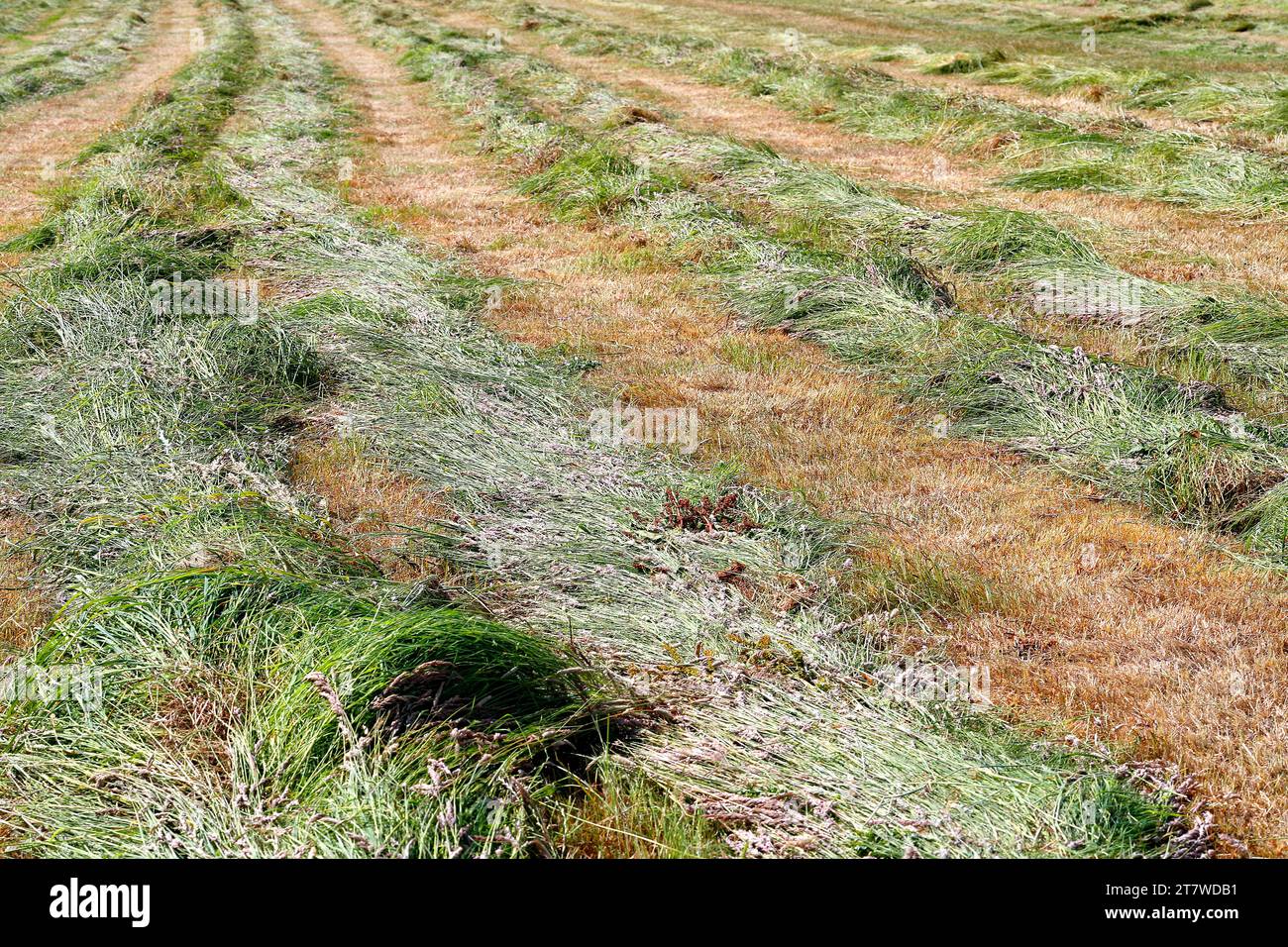 Tempo di fienagione, tagliare l'erba essiccata in un campo; Foto Stock