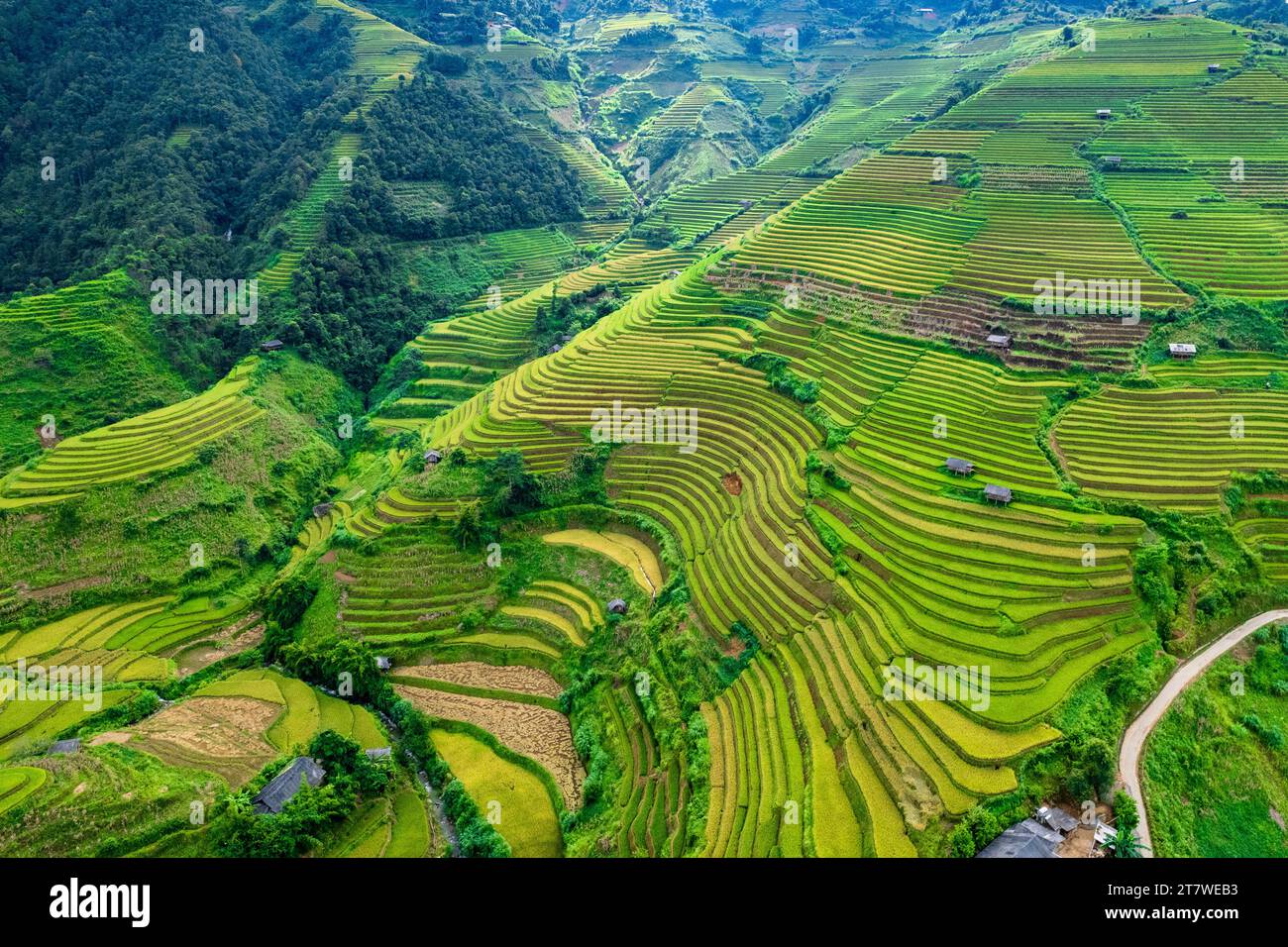 Vista aerea del campo di risaia a terrazza di la Pan Tan vicino a Sapa, Vietnam Foto Stock