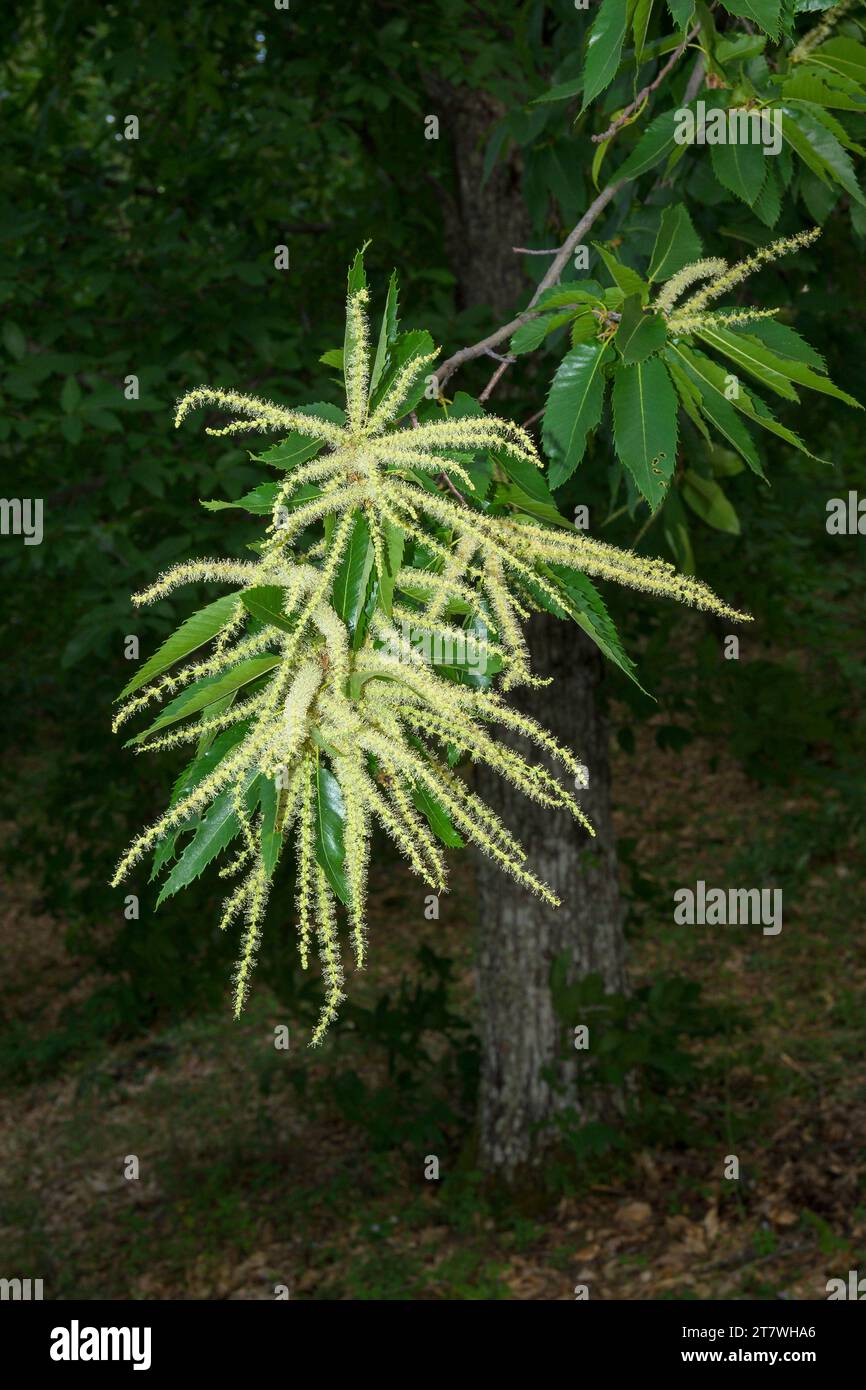 Candela gialla fiore di castagno pieno di polline in piena fioritura Castanea sativa verticale Foto Stock