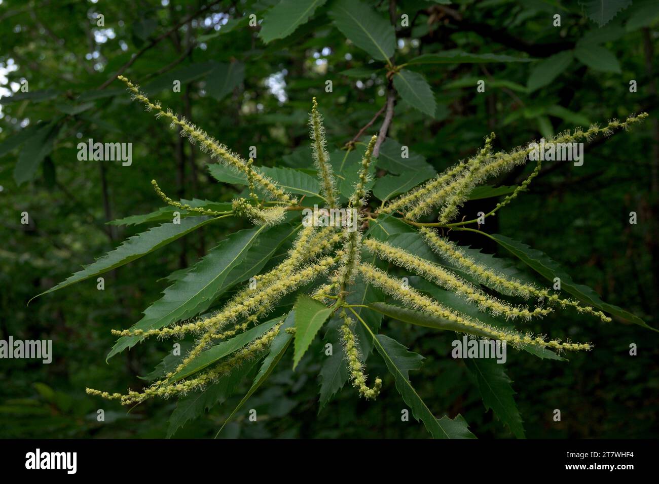 Candela gialla fiore di castagno pieno di polline in piena fioritura Castanea sativa Foto Stock