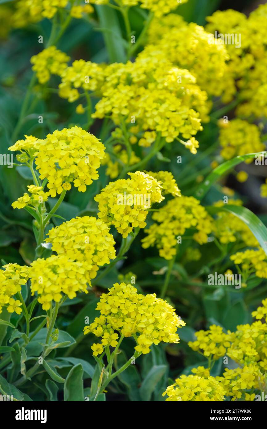 Aurinia saxatilis Goldkugel, Alyssum saxatile Compactum Goldkugel, perenne sempreverde con minuscoli fiori giallo-dorati Foto Stock