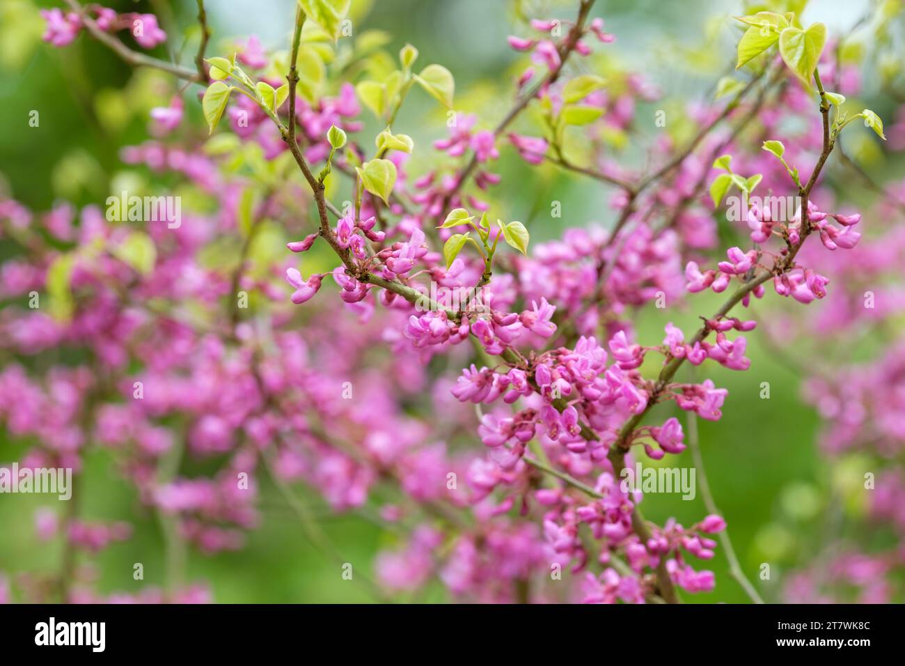 Cercis siliquastrum, albero di Giuda, albero di Giuda, fiori rosa in tarda primavera/inizio estate Foto Stock