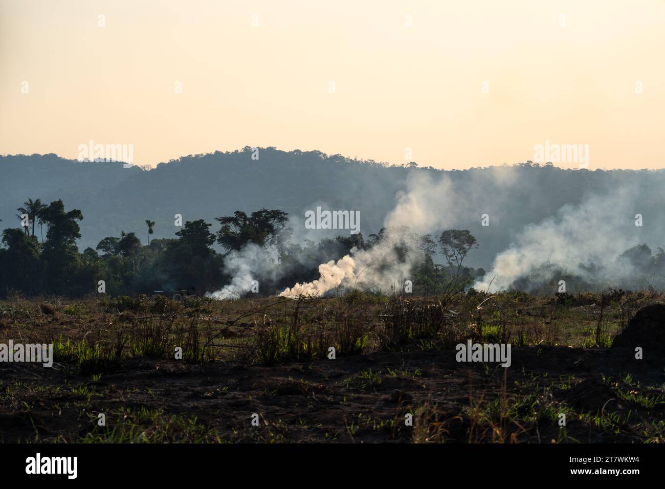 Alberi della foresta pluviale amazzonica incendiati con fumo nella deforestazione illegale per aprire un'area per l'agricoltura agricola. Concetto di co2, ambiente, ecologia, clima Foto Stock