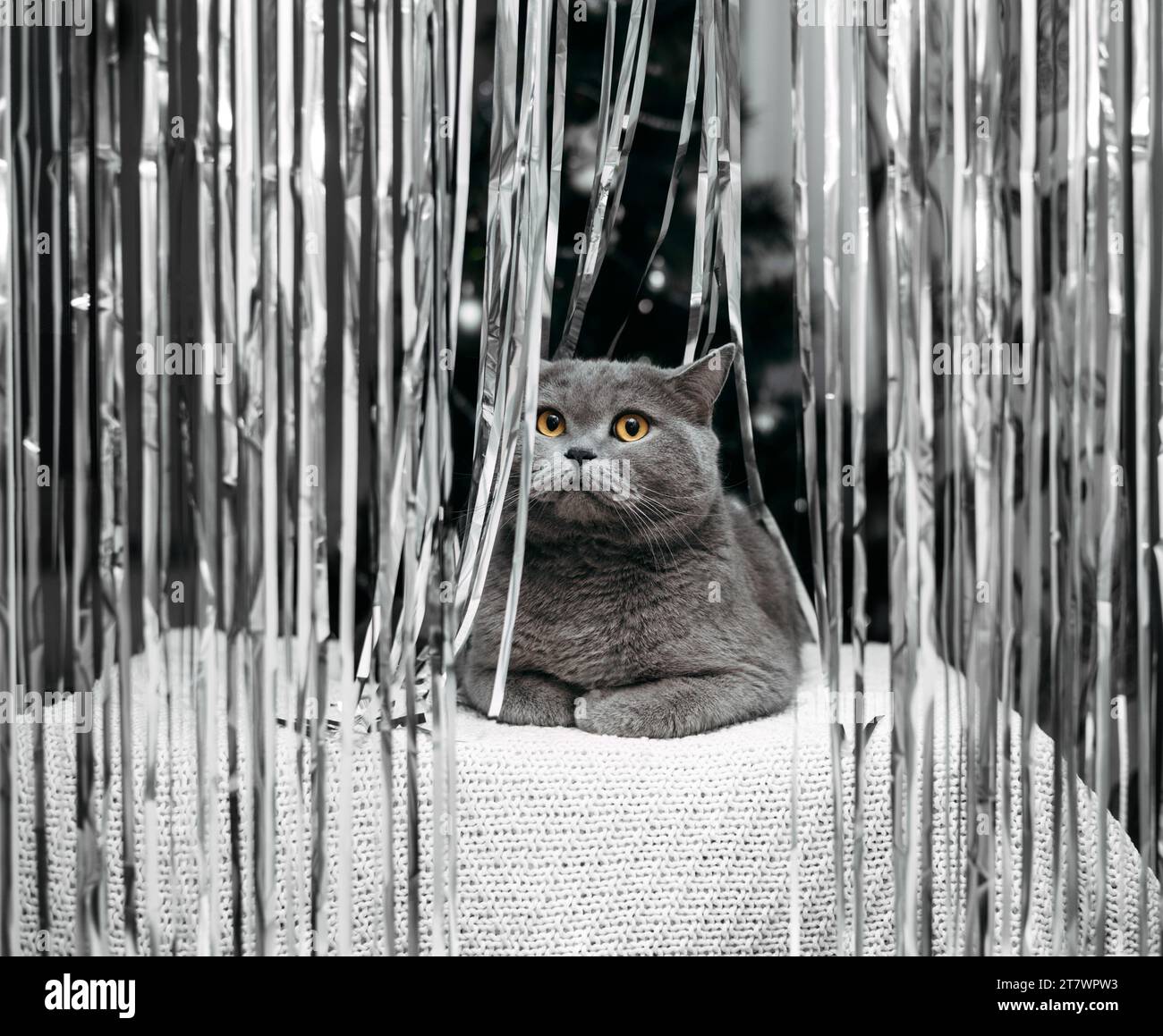 Il gatto britannico giace in tinsel d'argento. Grazioso gatto grigio con scintillanti accessori per feste. Decorazioni natalizie. Inizio anno nuovo. Foto Stock