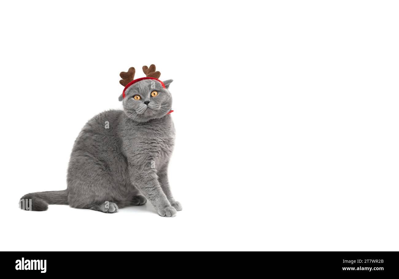 Gatto britannico con corna di renna isolato su sfondo bianco con spazio per la copia. Buffo gatto grigio in costume di Natale. Biglietto d'auguri per l'anno nuovo. Foto Stock