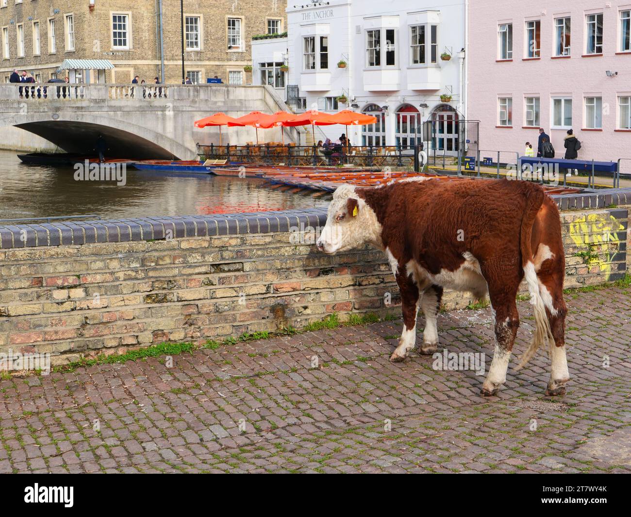 Una mucca pensiva sul fiume Cam nel centro di Cambridge, Inghilterra, Regno Unito Foto Stock