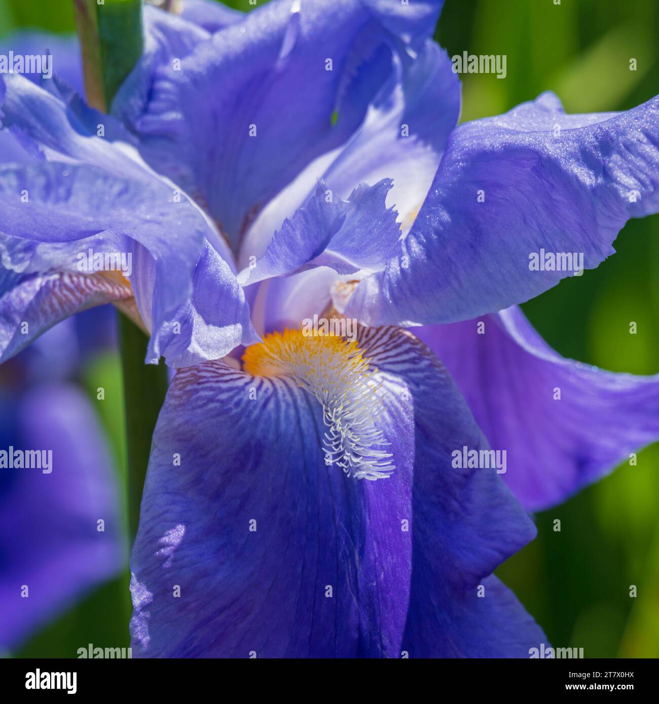 Fiori colorati nel Kitchen Garden, a Mottisfont House, Mottisfont, Hampshire, Inghilterra, Regno Unito Foto Stock