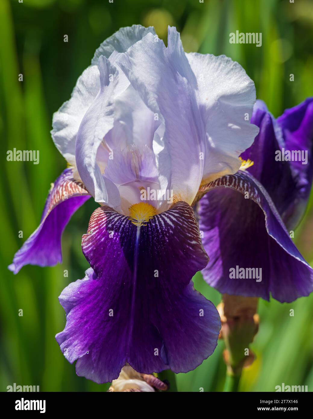 Fiori colorati nel Kitchen Garden, a Mottisfont House, Mottisfont, Hampshire, Inghilterra, Regno Unito Foto Stock