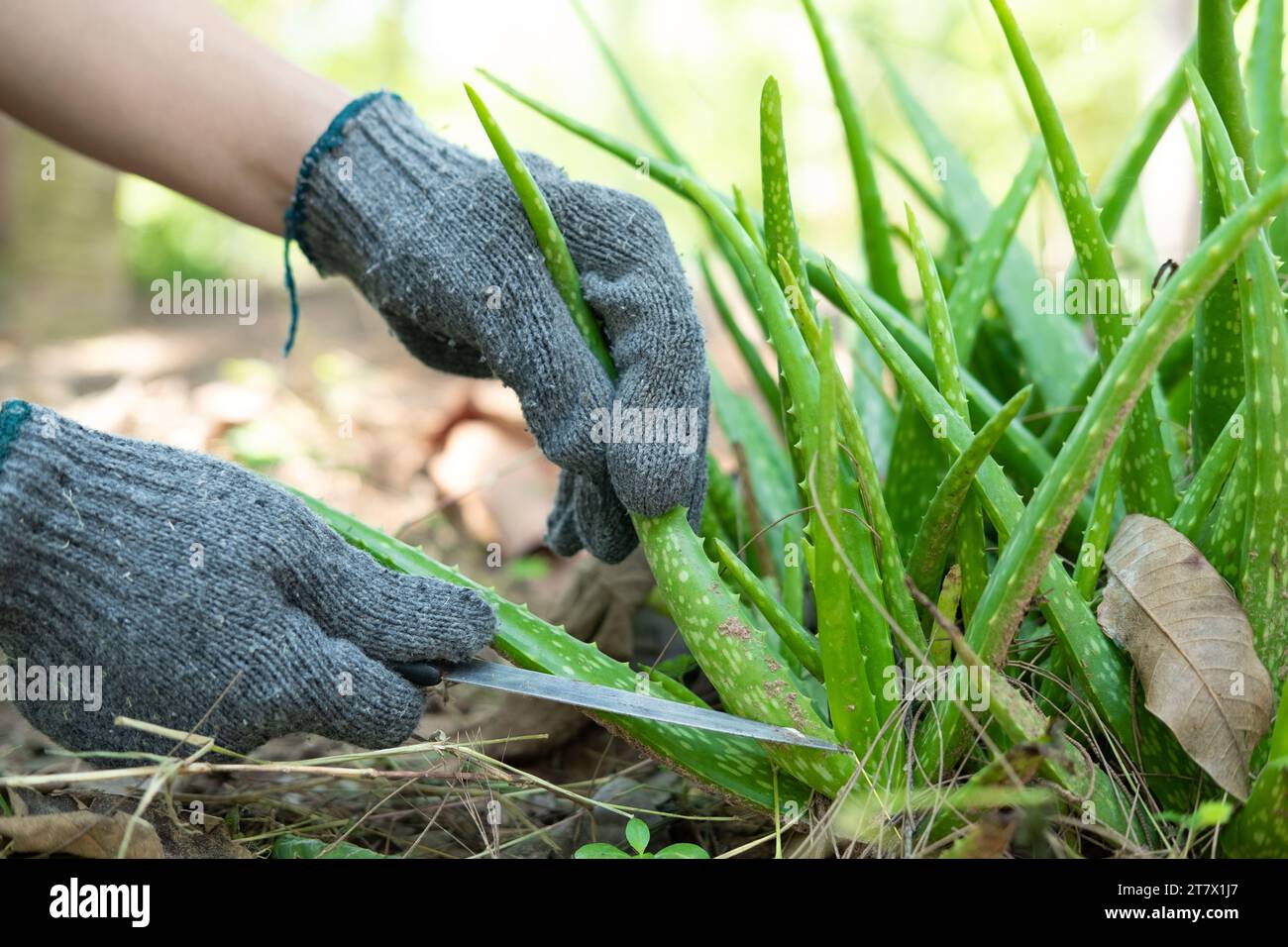 La mano di un contadino usa un coltello per tagliare una pianta di aloe vera e sbucciarla. Foto Stock