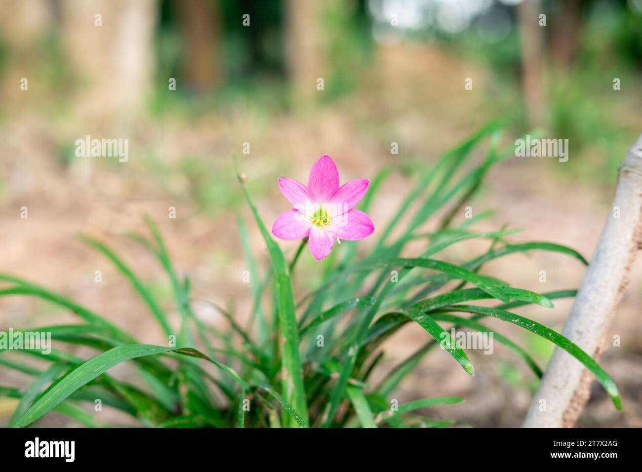 Il fiore rosa, chiamato Pink Rain Lily, sta fiorendo magnificamente. Foto Stock