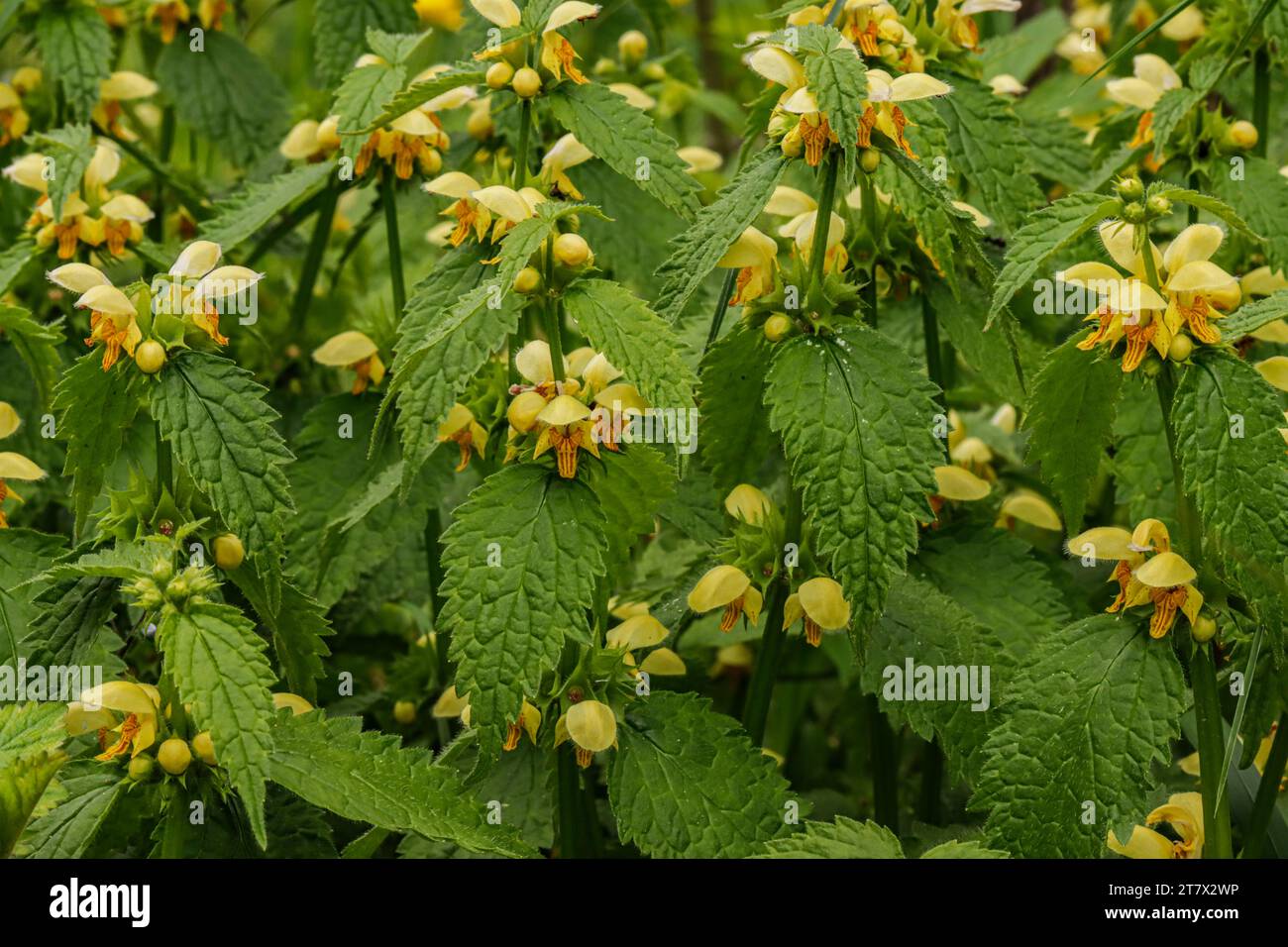 Arcangelo giallo (Lamium galeobdolon), ortica morta dorata, un fiore selvatico di primavera Foto Stock